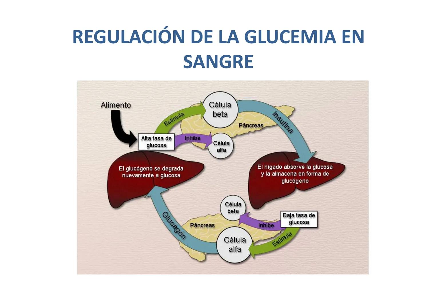 # GLÁNDULAS ENDÓCRINAS
Glàndula Suprarrenal
Glàndula Pituitaria
Glàndula Pineal
Testiculo
Timo
Ovario
Tiroides
Pancreas # HIPÓFISIS