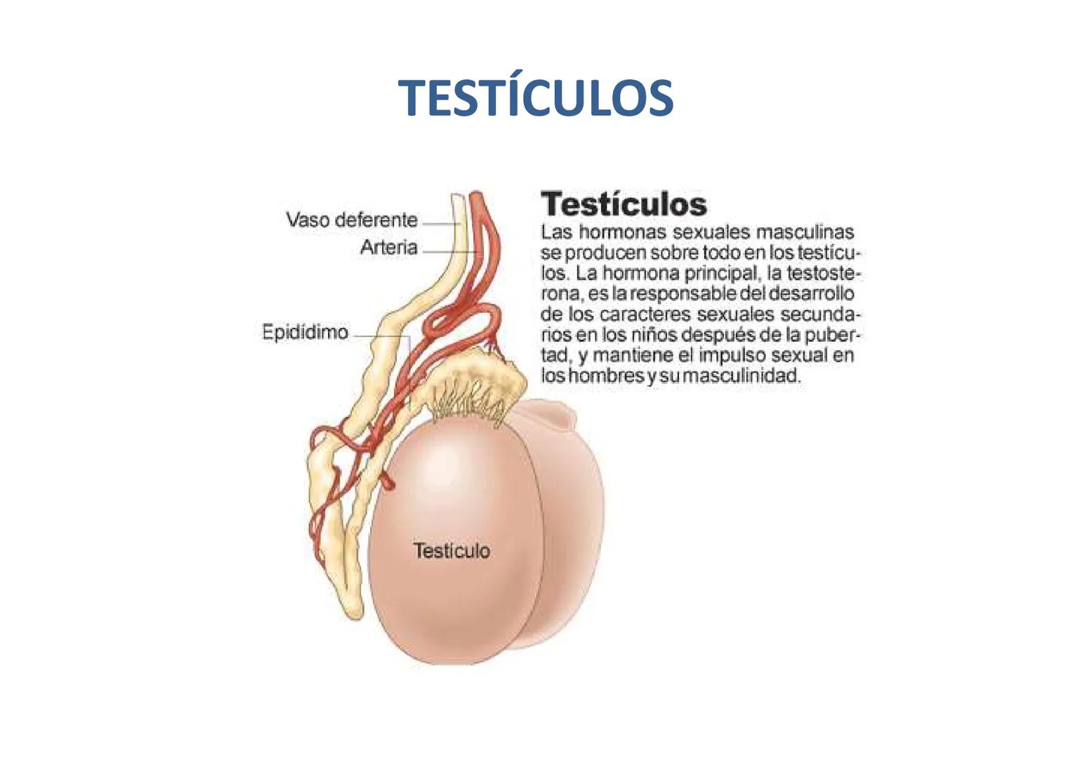 # GLÁNDULAS ENDÓCRINAS
Glàndula Suprarrenal
Glàndula Pituitaria
Glàndula Pineal
Testiculo
Timo
Ovario
Tiroides
Pancreas # HIPÓFISIS