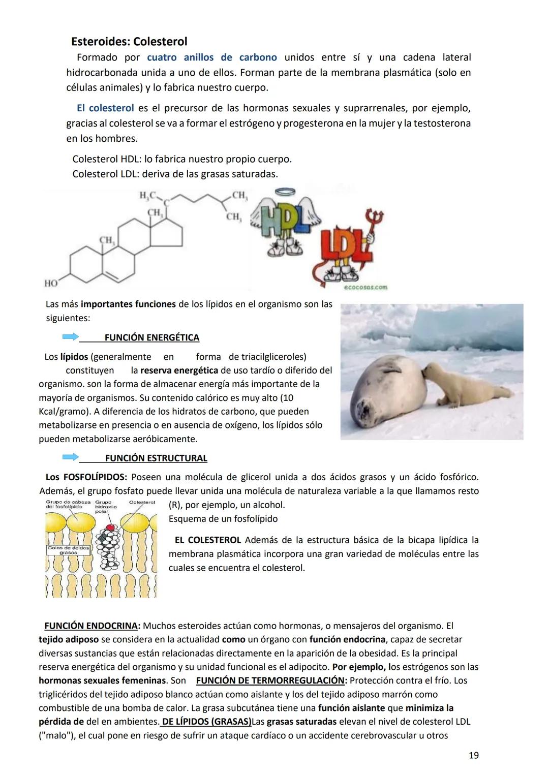 PROGRAMA ANUAL-2024-
ESPACIO CURRICULAR: BIOLOGÍA II
PROFESORA:
CURSO: 4º año DIVISIÓN: CIENCIAS NATURALES
PROGRAMA DE ESTUDIOS DE BIOLO