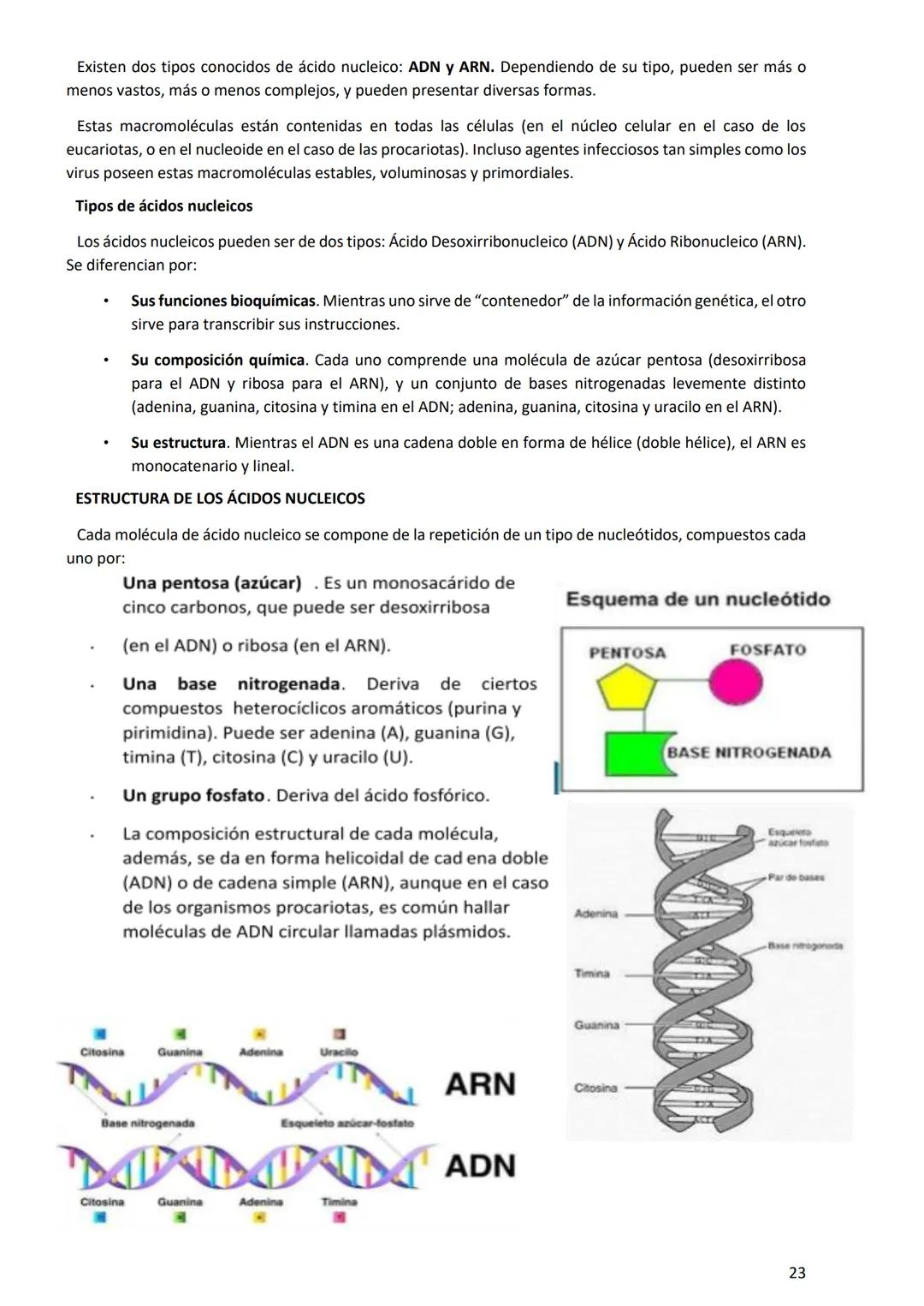 PROGRAMA ANUAL-2024-
ESPACIO CURRICULAR: BIOLOGÍA II
PROFESORA:
CURSO: 4º año DIVISIÓN: CIENCIAS NATURALES
PROGRAMA DE ESTUDIOS DE BIOLO