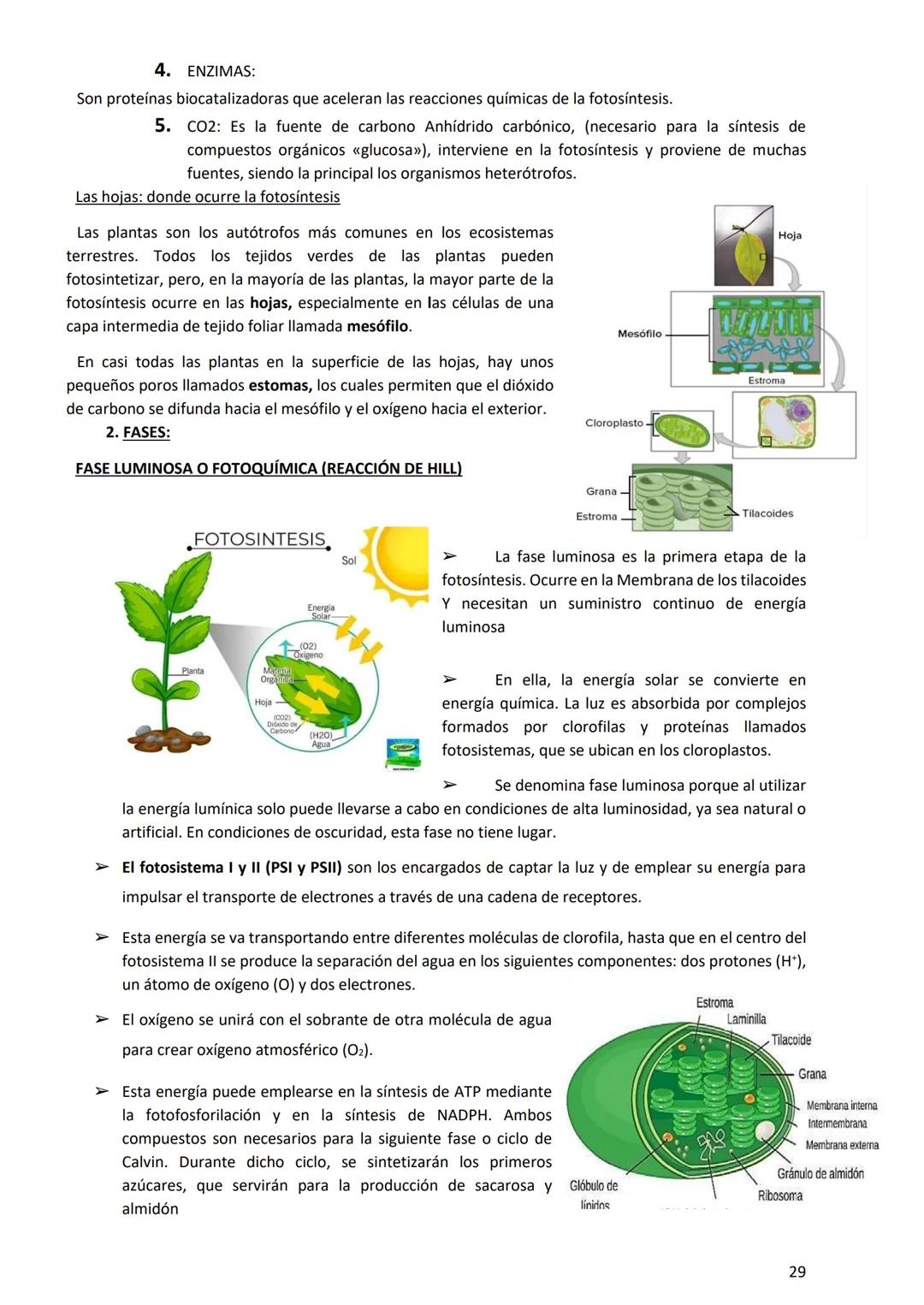 PROGRAMA ANUAL-2024-
ESPACIO CURRICULAR: BIOLOGÍA II
PROFESORA:
CURSO: 4º año DIVISIÓN: CIENCIAS NATURALES
PROGRAMA DE ESTUDIOS DE BIOLO