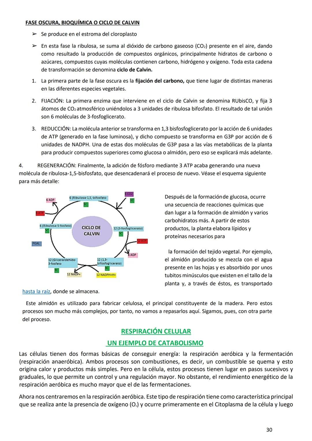 PROGRAMA ANUAL-2024-
ESPACIO CURRICULAR: BIOLOGÍA II
PROFESORA:
CURSO: 4º año DIVISIÓN: CIENCIAS NATURALES
PROGRAMA DE ESTUDIOS DE BIOLO