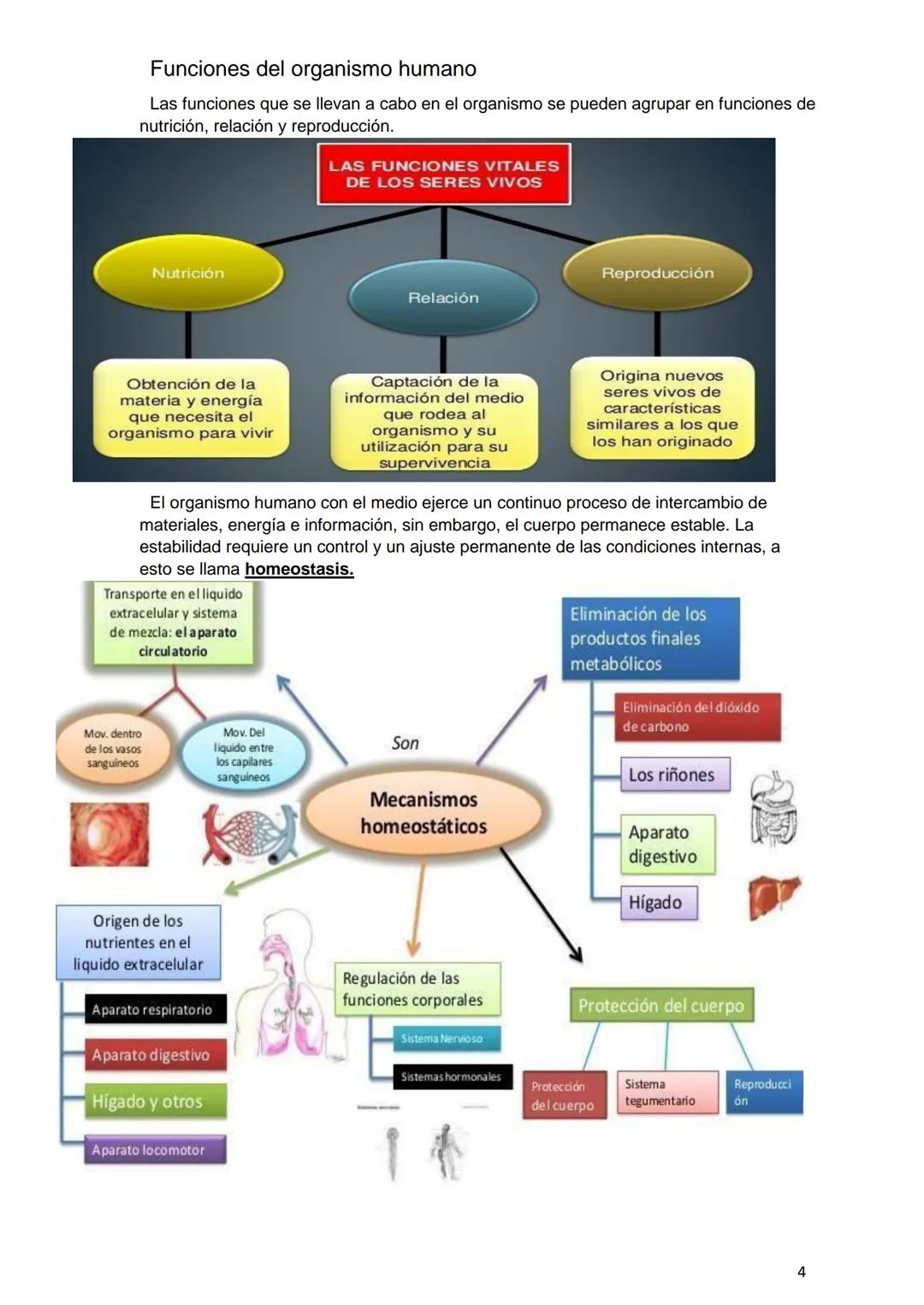 PROGRAMA ANUAL-2024-
ESPACIO CURRICULAR: BIOLOGÍA II
PROFESORA:
CURSO: 4º año DIVISIÓN: CIENCIAS NATURALES
PROGRAMA DE ESTUDIOS DE BIOLO
