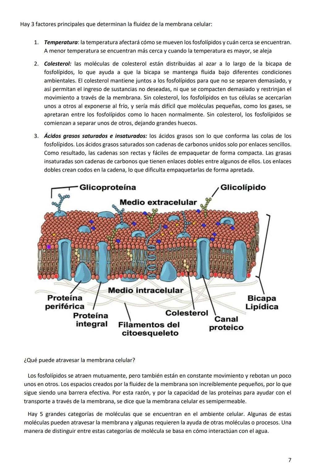 PROGRAMA ANUAL-2024-
ESPACIO CURRICULAR: BIOLOGÍA II
PROFESORA:
CURSO: 4º año DIVISIÓN: CIENCIAS NATURALES
PROGRAMA DE ESTUDIOS DE BIOLO