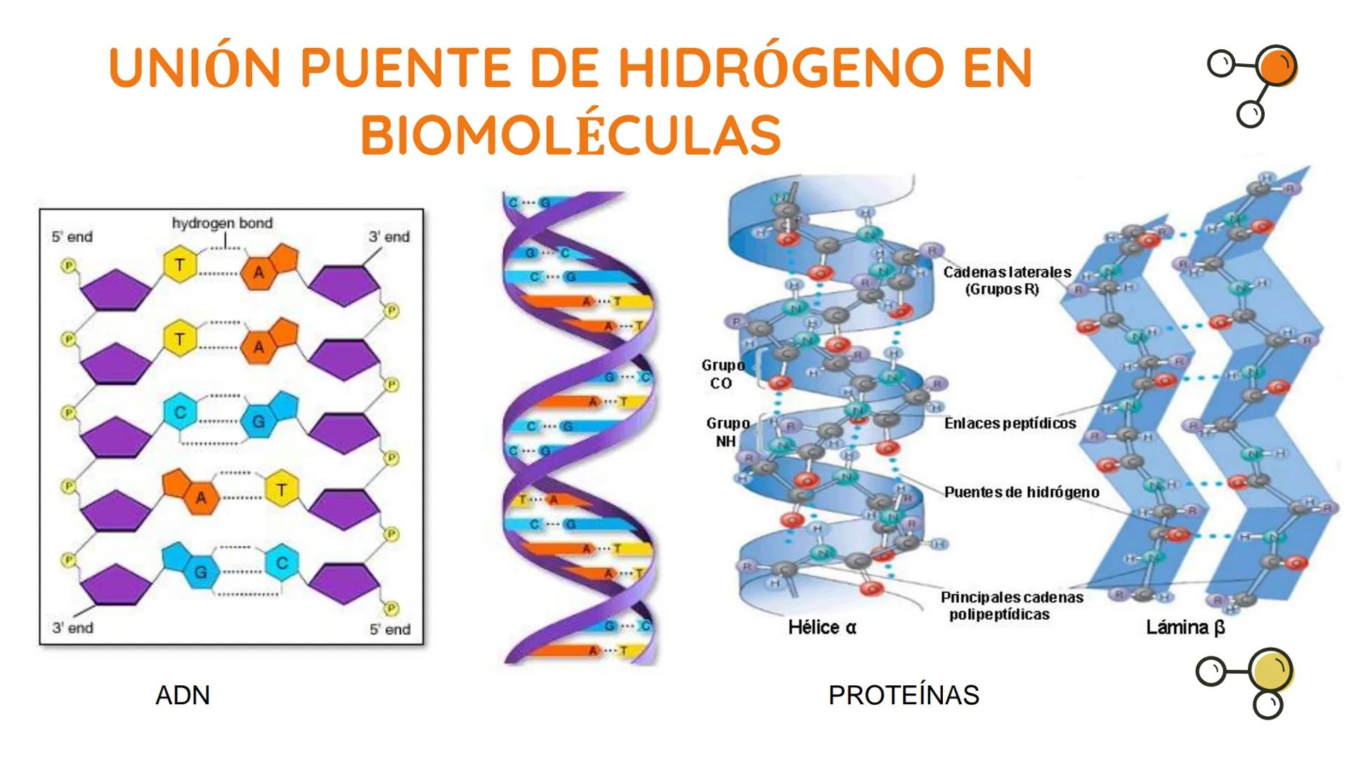 # ATRACCIÓN
# INTERMOLECULAR La estructura de los átomos determina el tipo de unión
que se establece para formar moléculas, lo cual origina