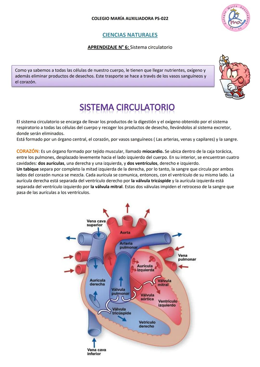 COLEGIO MARÍA AUXILIADORA PS-022
CIENCIAS NATURALES
APRENDIZAJE N° 6: Sistema circulatorio
Maria AuxI/
ma
Como ya sabemos a todas las cél