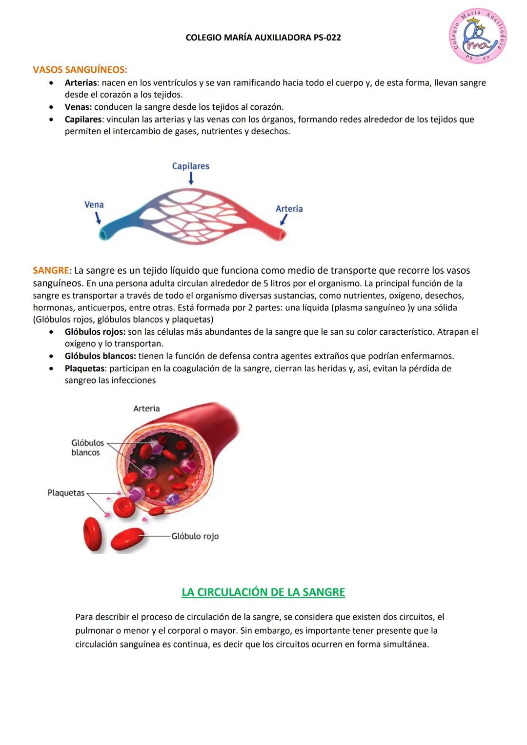 COLEGIO MARÍA AUXILIADORA PS-022
CIENCIAS NATURALES
APRENDIZAJE N° 6: Sistema circulatorio
Maria AuxI/
ma
Como ya sabemos a todas las cél