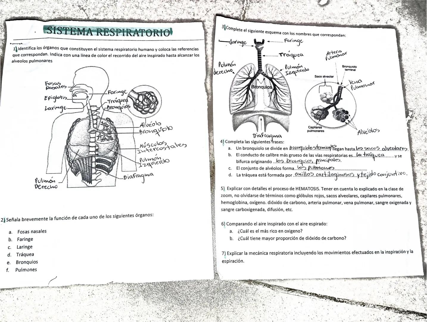 Aimar Esmeralda Martinez Vera iti sociales
Hoy continuamos con sistema respiratorio, veremos el recorrido del aire y el proceso de hematosi