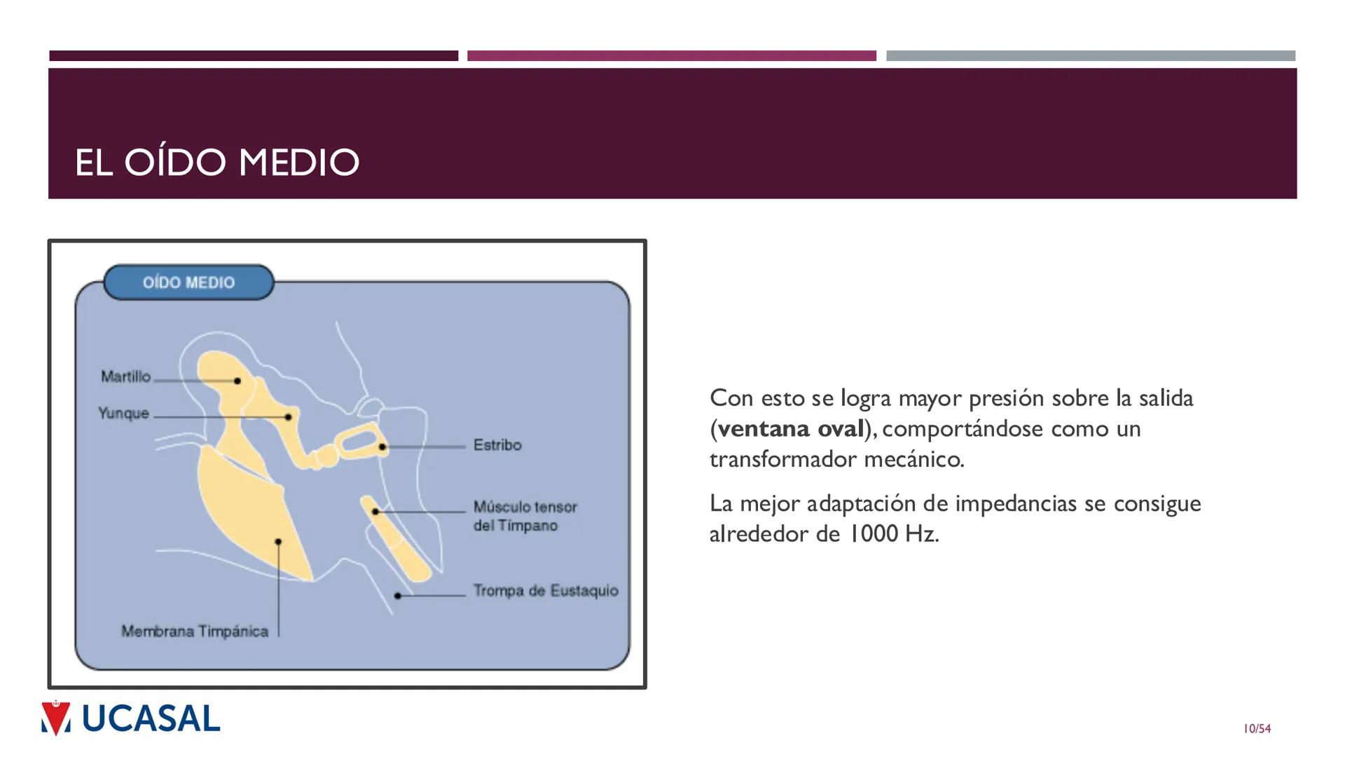 +
IHS
☑ UCASAL
UNIVERSIDAD CATÓLICA DE SALTA
UNIDAD VI: EL MECANISMO DE LA
PERCEPCIÓN AUDITIVA
Ing. Maximiliano Ortiz (maortiz@ucasal.ed
