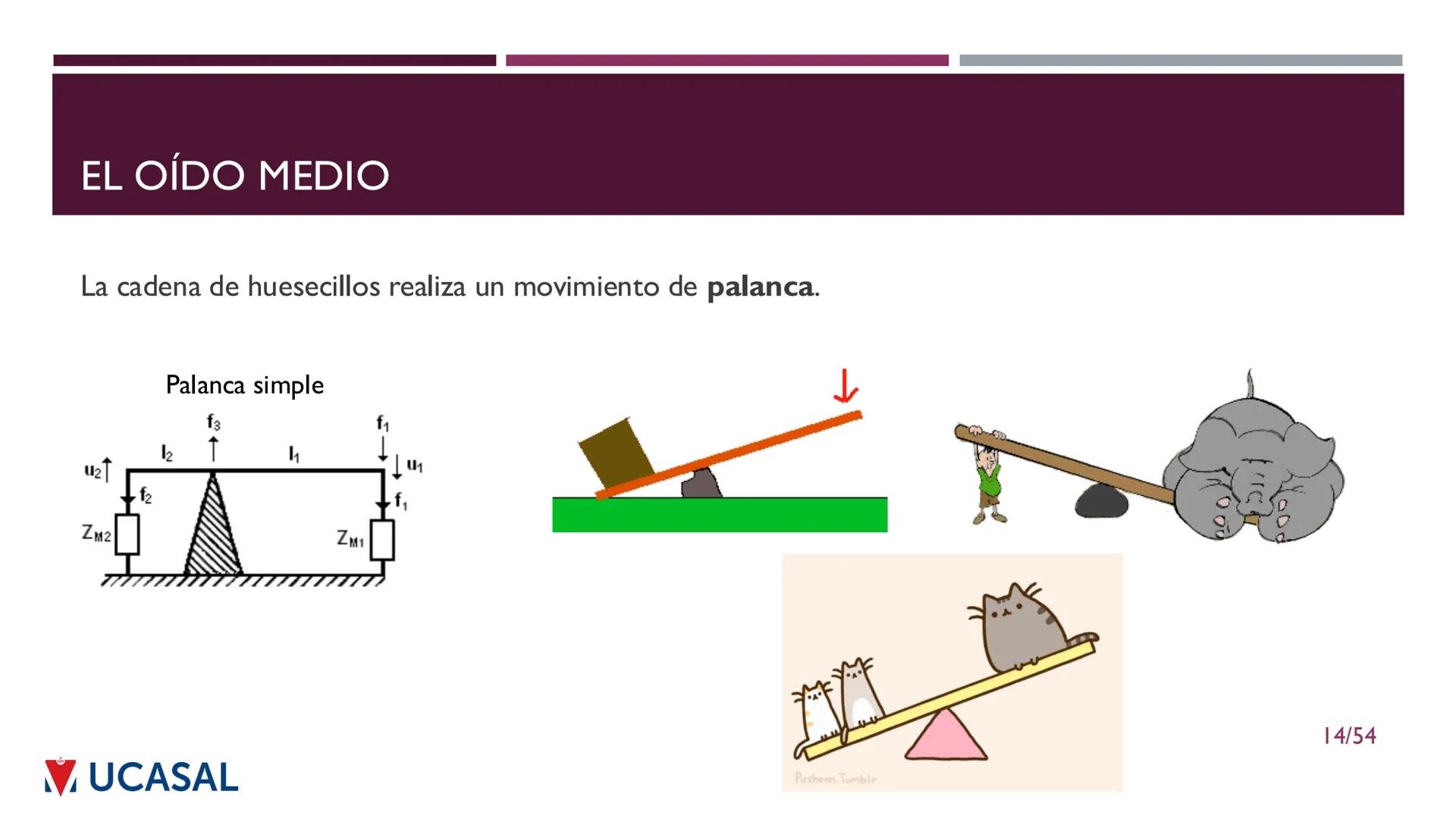 +
IHS
☑ UCASAL
UNIVERSIDAD CATÓLICA DE SALTA
UNIDAD VI: EL MECANISMO DE LA
PERCEPCIÓN AUDITIVA
Ing. Maximiliano Ortiz (maortiz@ucasal.ed