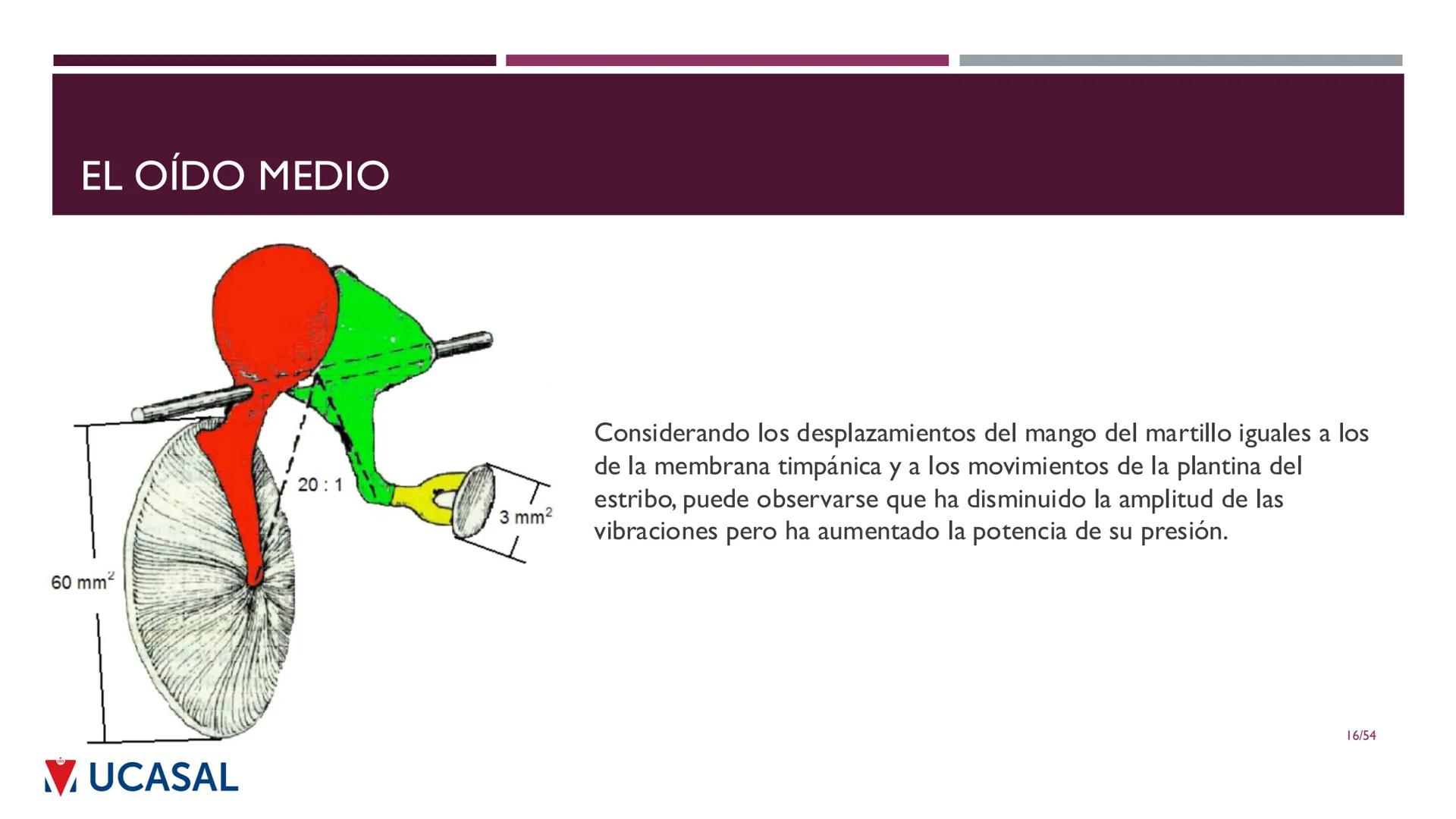 +
IHS
☑ UCASAL
UNIVERSIDAD CATÓLICA DE SALTA
UNIDAD VI: EL MECANISMO DE LA
PERCEPCIÓN AUDITIVA
Ing. Maximiliano Ortiz (maortiz@ucasal.ed