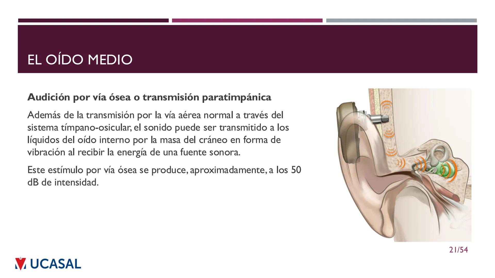 +
IHS
☑ UCASAL
UNIVERSIDAD CATÓLICA DE SALTA
UNIDAD VI: EL MECANISMO DE LA
PERCEPCIÓN AUDITIVA
Ing. Maximiliano Ortiz (maortiz@ucasal.ed