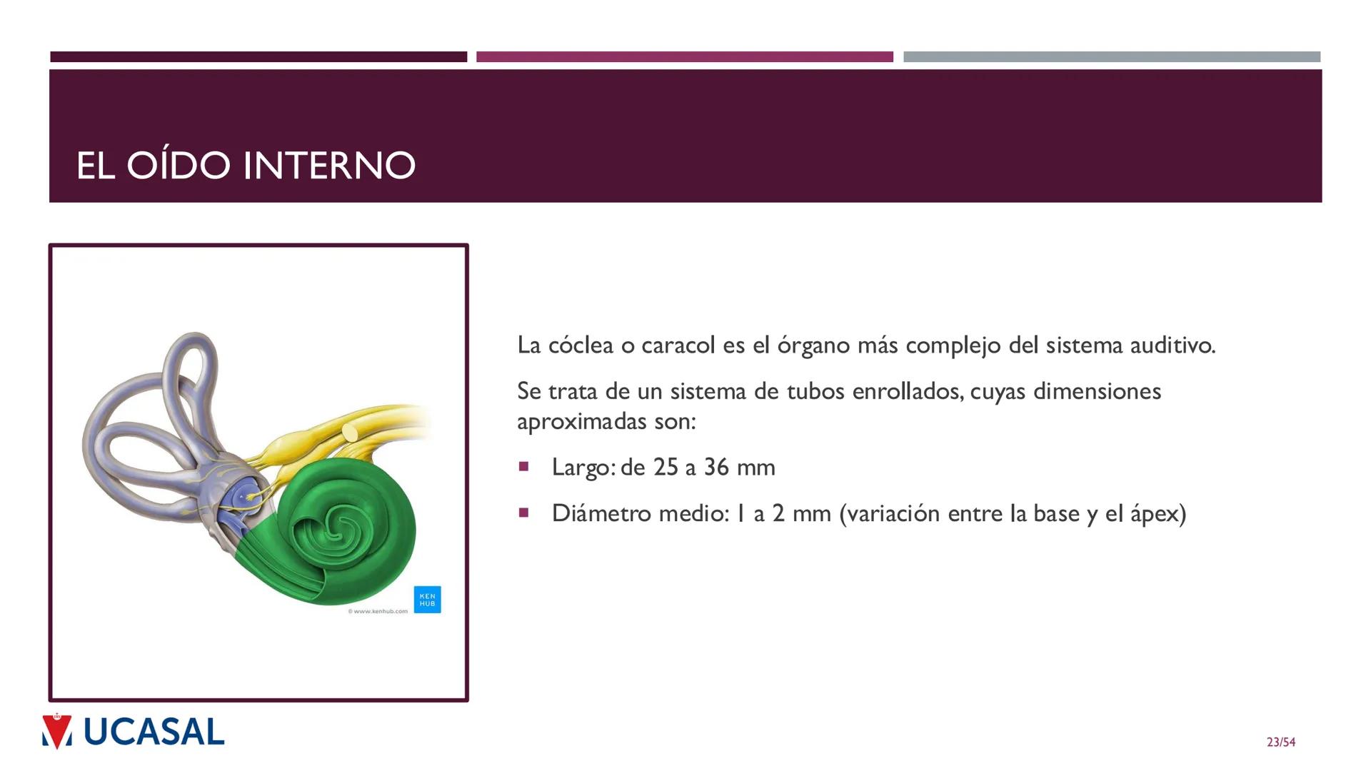 +
IHS
☑ UCASAL
UNIVERSIDAD CATÓLICA DE SALTA
UNIDAD VI: EL MECANISMO DE LA
PERCEPCIÓN AUDITIVA
Ing. Maximiliano Ortiz (maortiz@ucasal.ed
