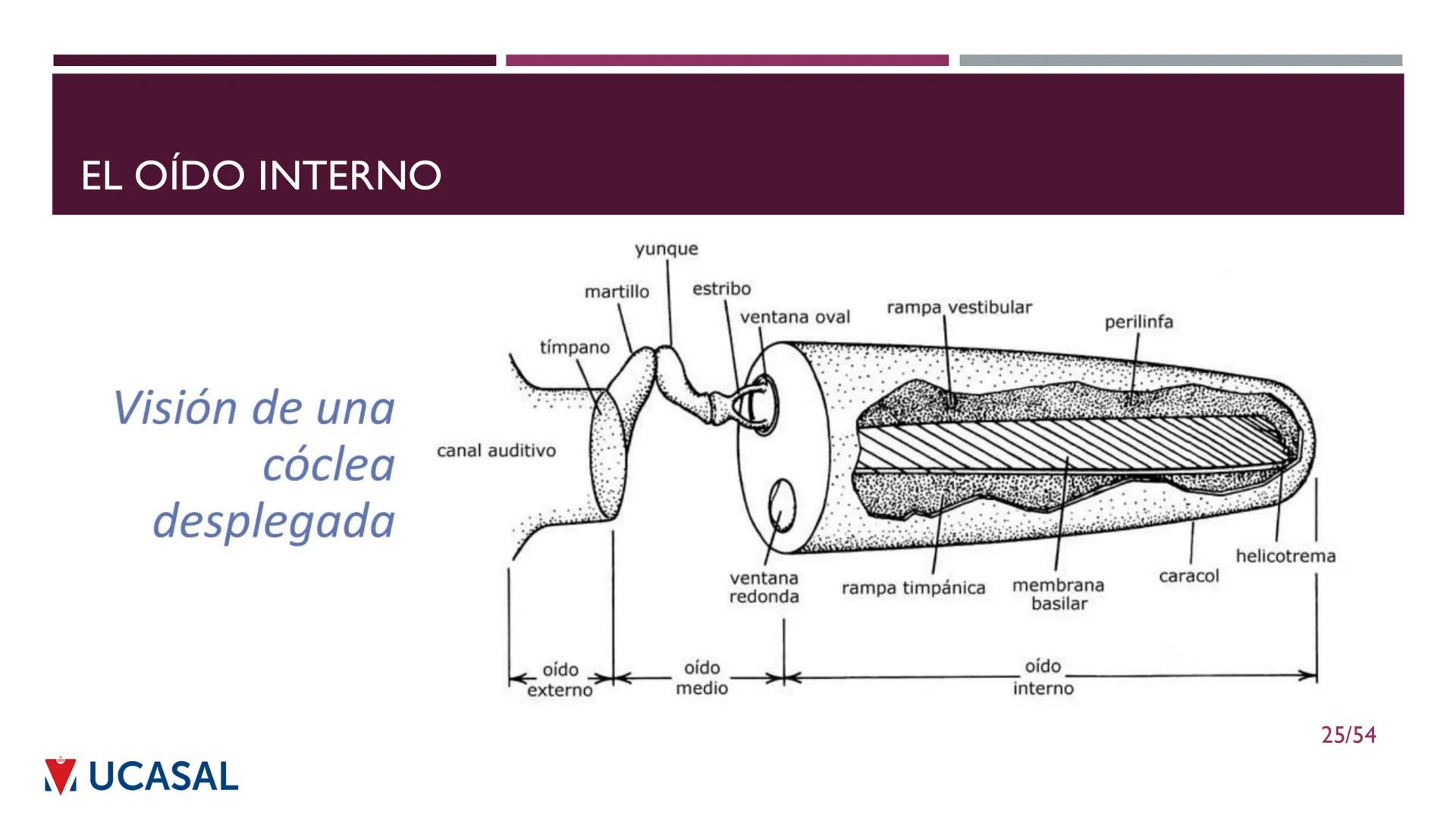 +
IHS
☑ UCASAL
UNIVERSIDAD CATÓLICA DE SALTA
UNIDAD VI: EL MECANISMO DE LA
PERCEPCIÓN AUDITIVA
Ing. Maximiliano Ortiz (maortiz@ucasal.ed