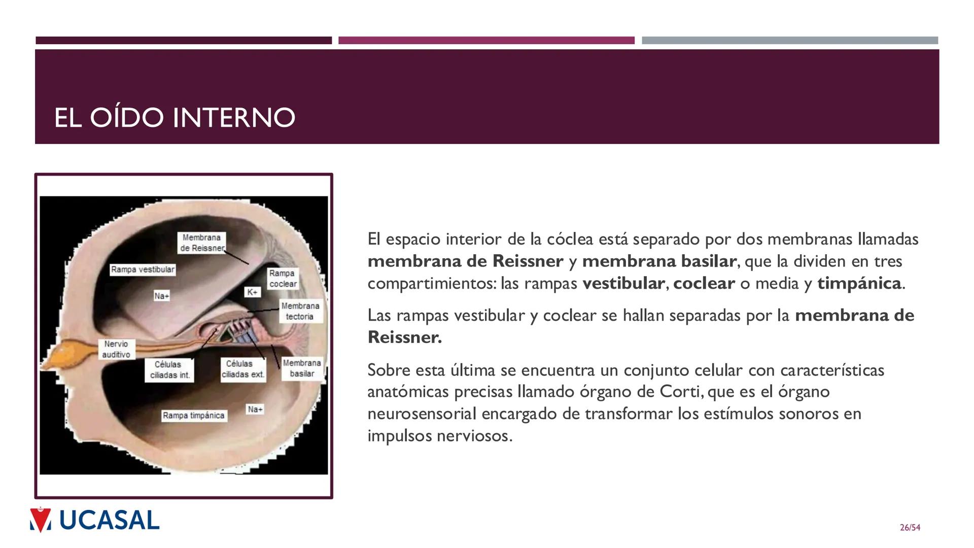 +
IHS
☑ UCASAL
UNIVERSIDAD CATÓLICA DE SALTA
UNIDAD VI: EL MECANISMO DE LA
PERCEPCIÓN AUDITIVA
Ing. Maximiliano Ortiz (maortiz@ucasal.ed