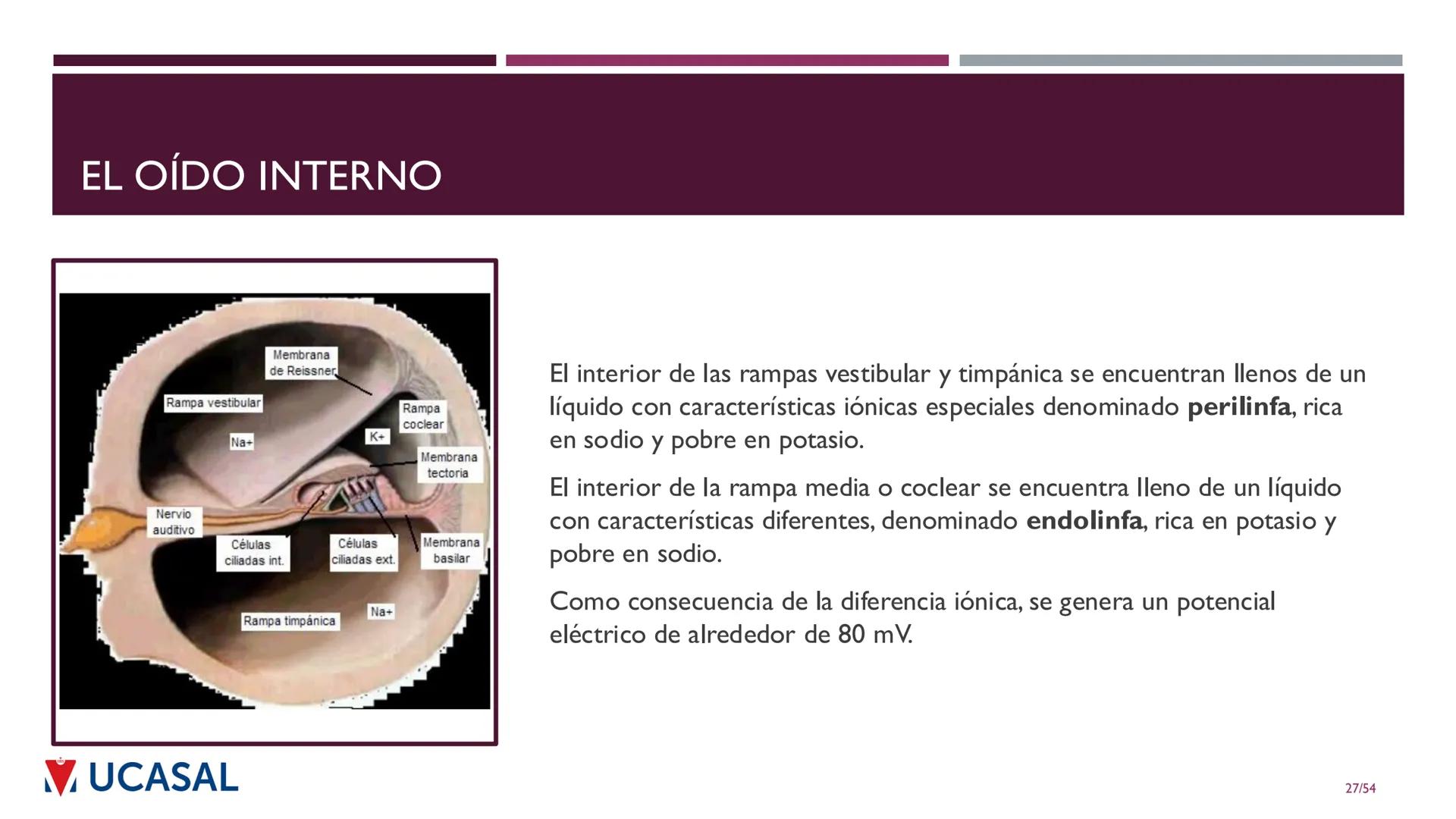 +
IHS
☑ UCASAL
UNIVERSIDAD CATÓLICA DE SALTA
UNIDAD VI: EL MECANISMO DE LA
PERCEPCIÓN AUDITIVA
Ing. Maximiliano Ortiz (maortiz@ucasal.ed