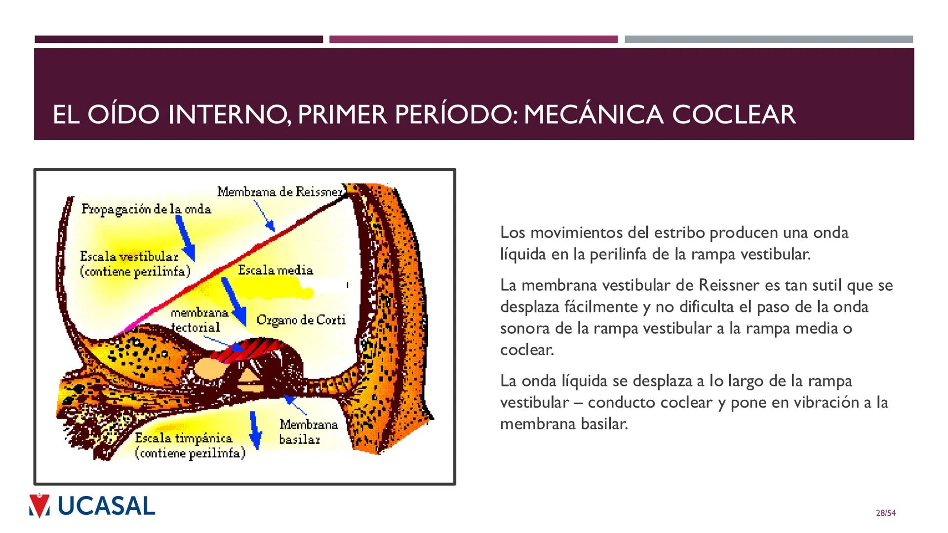 +
IHS
☑ UCASAL
UNIVERSIDAD CATÓLICA DE SALTA
UNIDAD VI: EL MECANISMO DE LA
PERCEPCIÓN AUDITIVA
Ing. Maximiliano Ortiz (maortiz@ucasal.ed