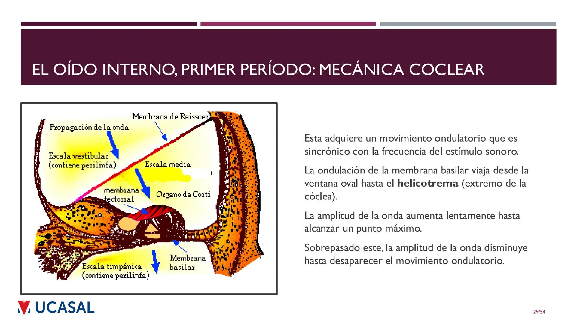 +
IHS
☑ UCASAL
UNIVERSIDAD CATÓLICA DE SALTA
UNIDAD VI: EL MECANISMO DE LA
PERCEPCIÓN AUDITIVA
Ing. Maximiliano Ortiz (maortiz@ucasal.ed