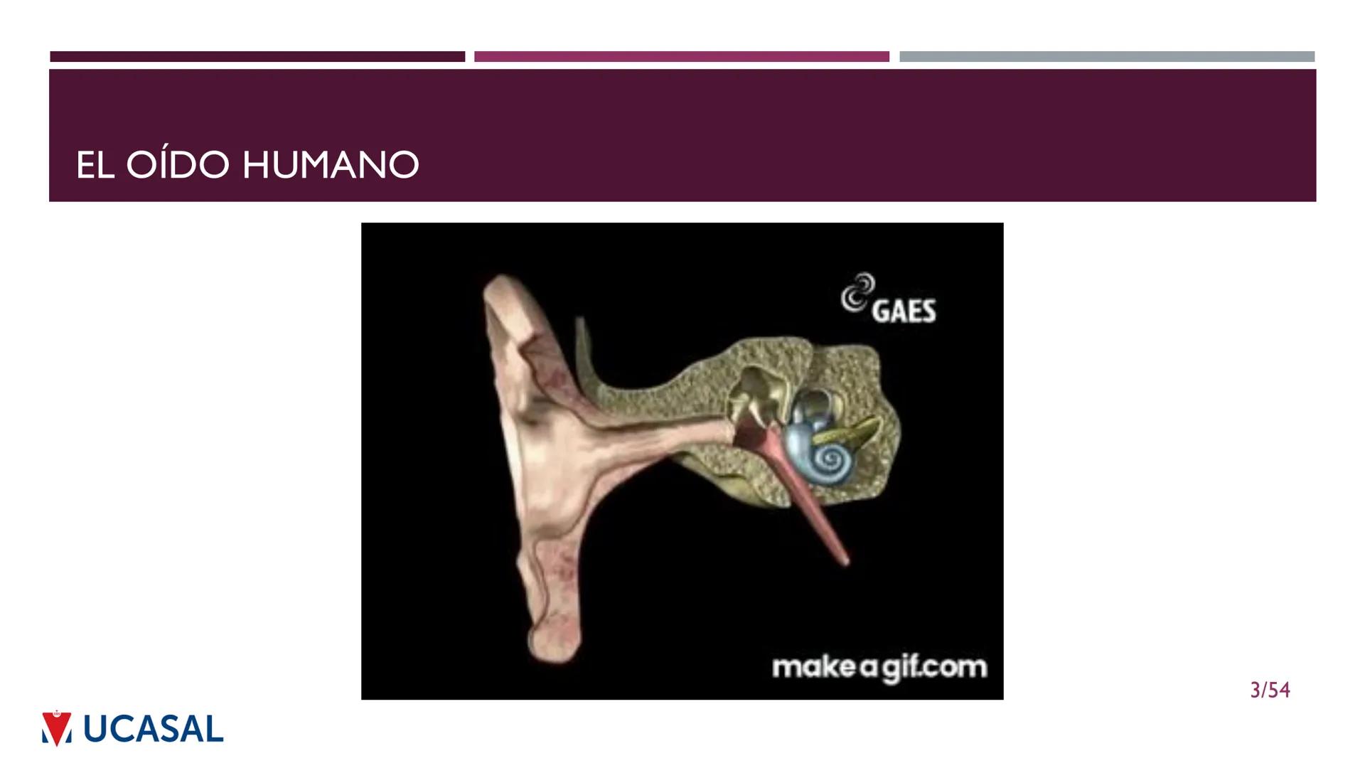 +
IHS
☑ UCASAL
UNIVERSIDAD CATÓLICA DE SALTA
UNIDAD VI: EL MECANISMO DE LA
PERCEPCIÓN AUDITIVA
Ing. Maximiliano Ortiz (maortiz@ucasal.ed