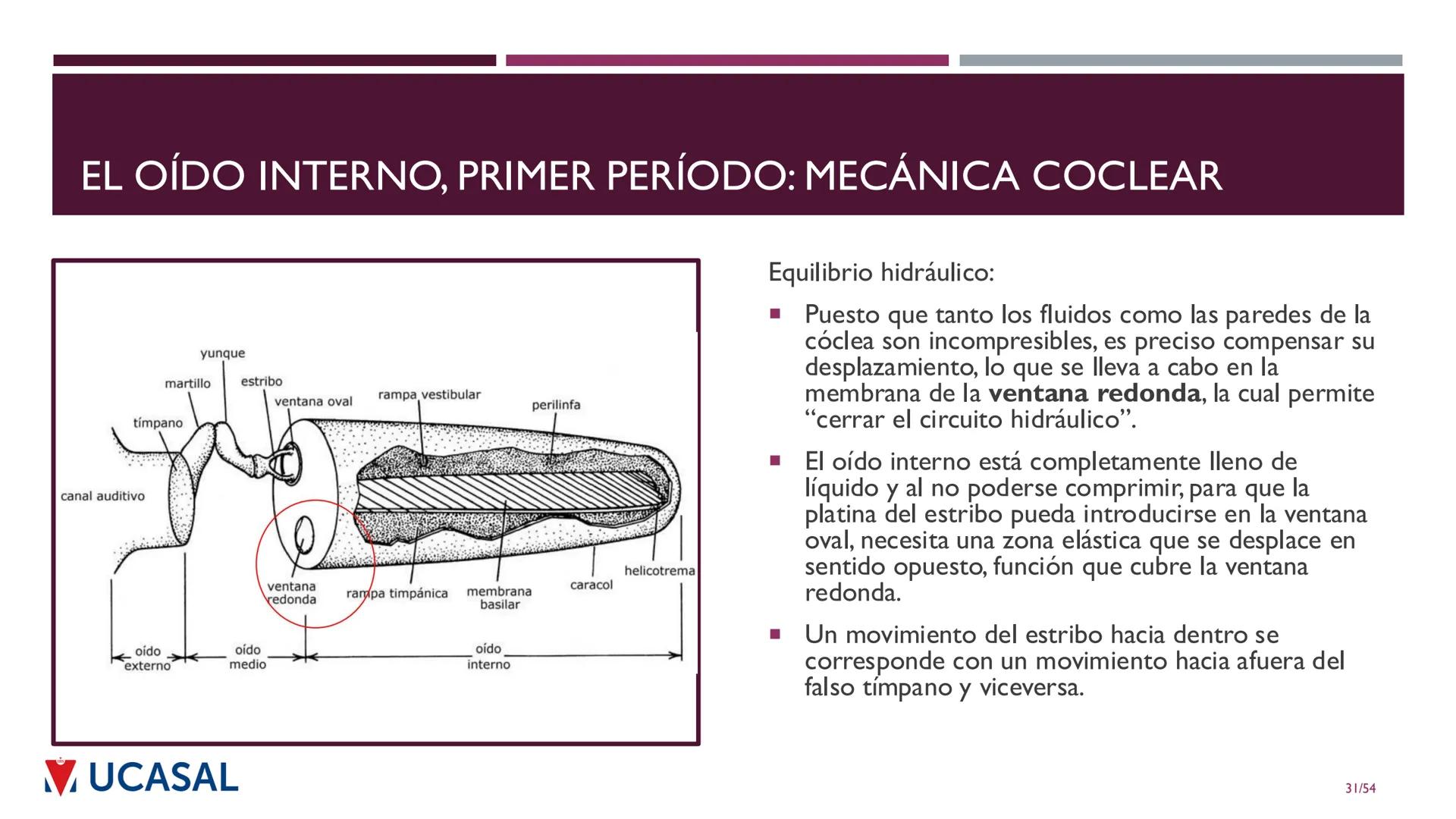 +
IHS
☑ UCASAL
UNIVERSIDAD CATÓLICA DE SALTA
UNIDAD VI: EL MECANISMO DE LA
PERCEPCIÓN AUDITIVA
Ing. Maximiliano Ortiz (maortiz@ucasal.ed