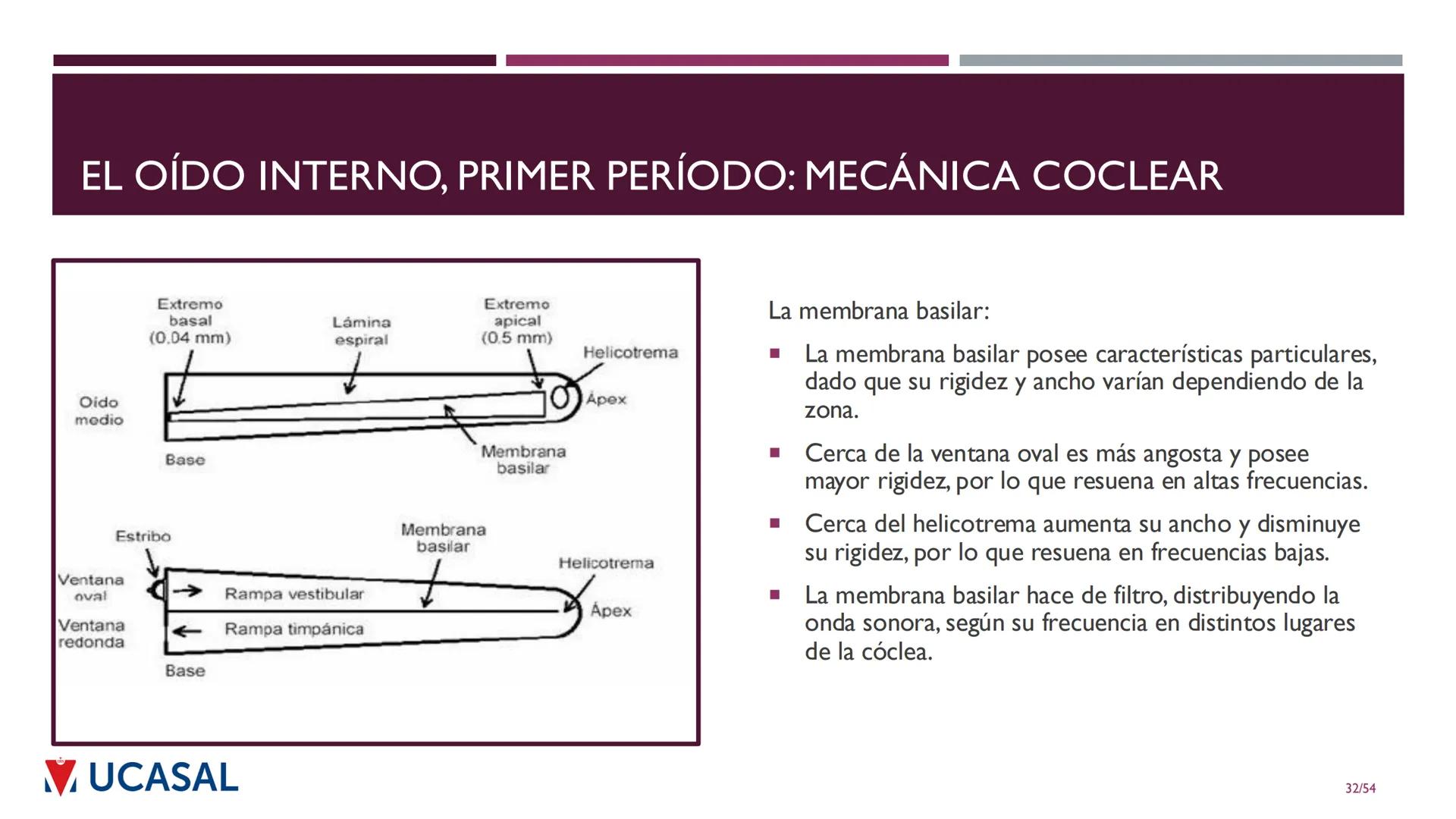 +
IHS
☑ UCASAL
UNIVERSIDAD CATÓLICA DE SALTA
UNIDAD VI: EL MECANISMO DE LA
PERCEPCIÓN AUDITIVA
Ing. Maximiliano Ortiz (maortiz@ucasal.ed
