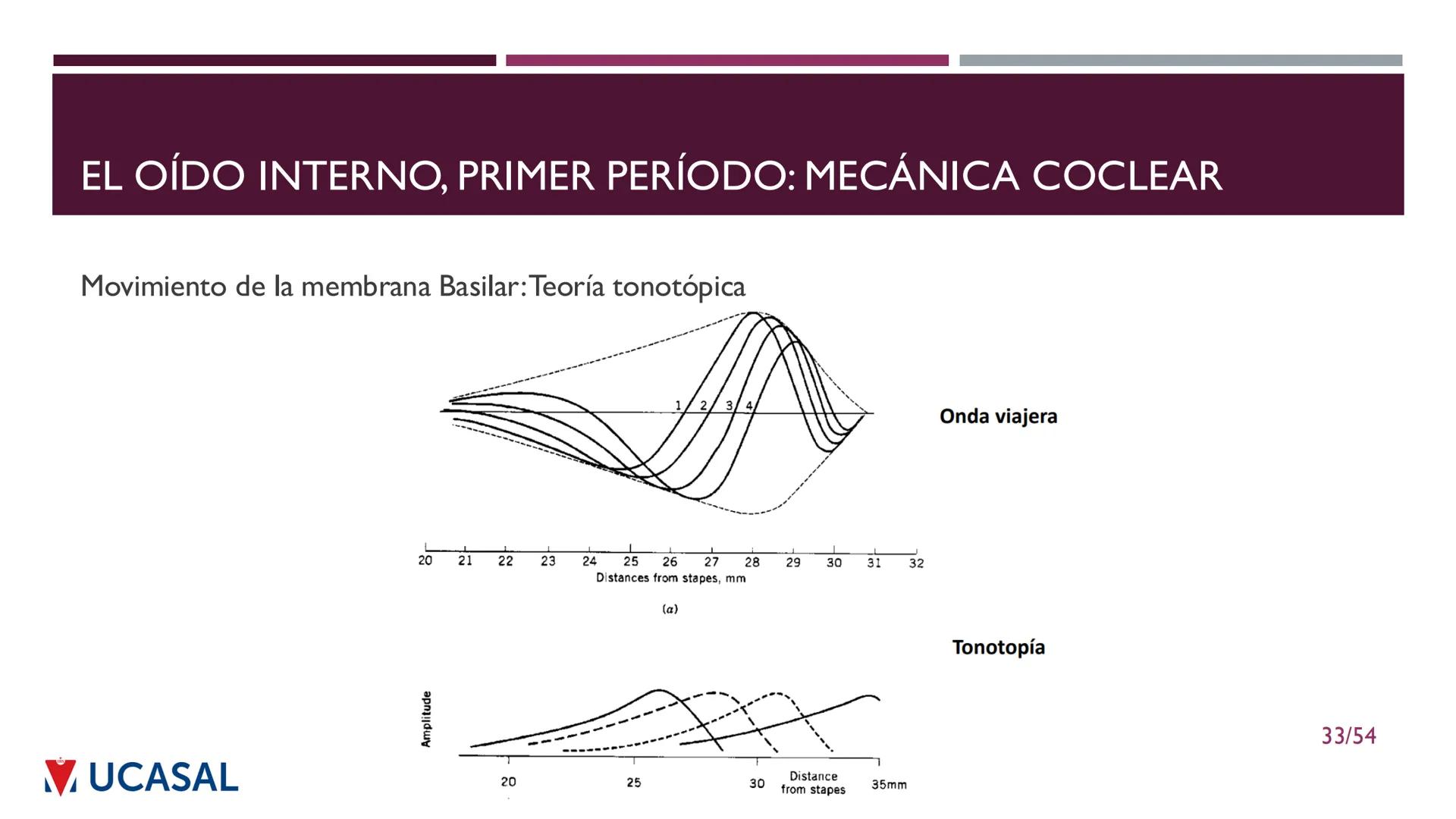 +
IHS
☑ UCASAL
UNIVERSIDAD CATÓLICA DE SALTA
UNIDAD VI: EL MECANISMO DE LA
PERCEPCIÓN AUDITIVA
Ing. Maximiliano Ortiz (maortiz@ucasal.ed