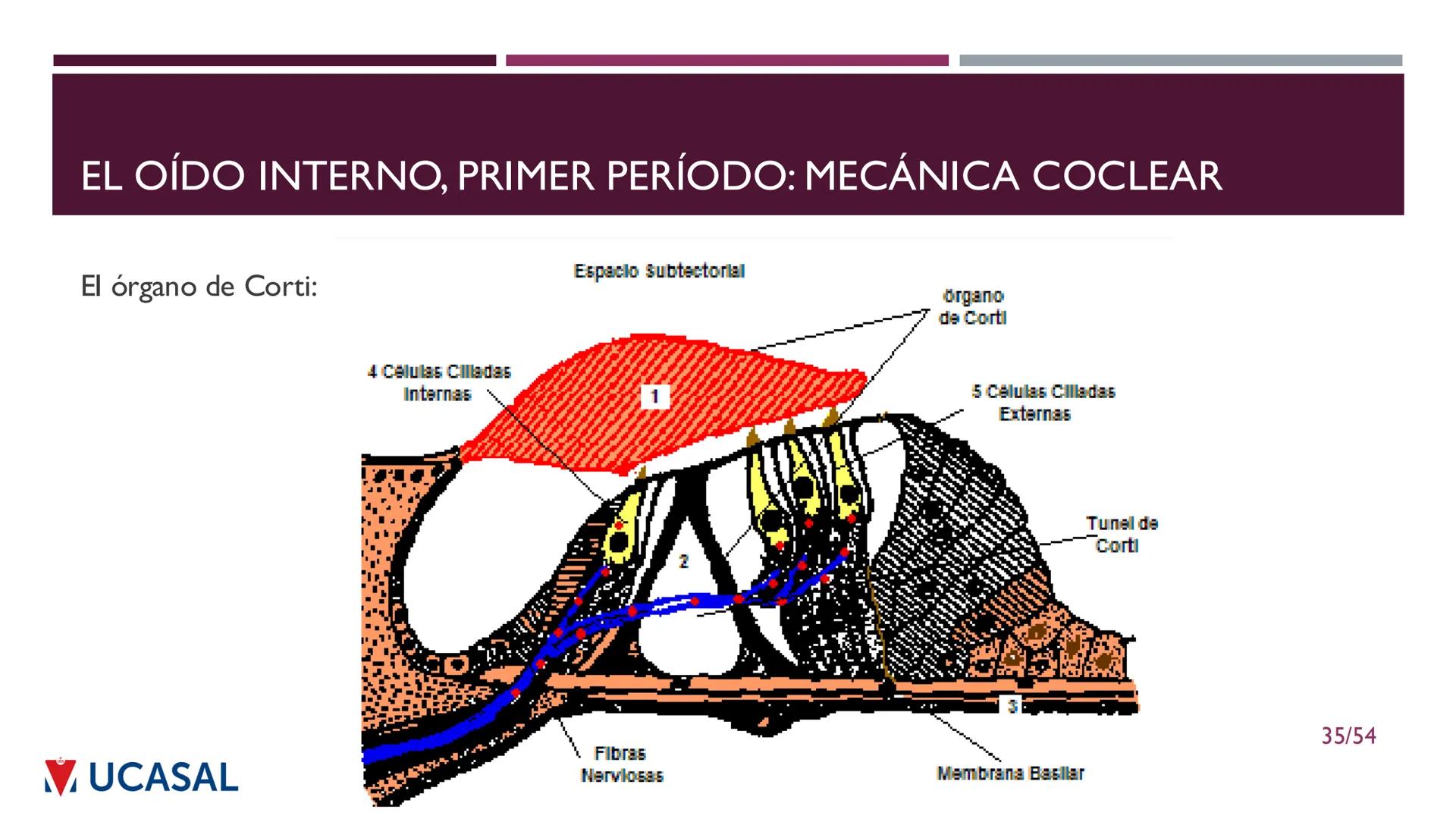 +
IHS
☑ UCASAL
UNIVERSIDAD CATÓLICA DE SALTA
UNIDAD VI: EL MECANISMO DE LA
PERCEPCIÓN AUDITIVA
Ing. Maximiliano Ortiz (maortiz@ucasal.ed