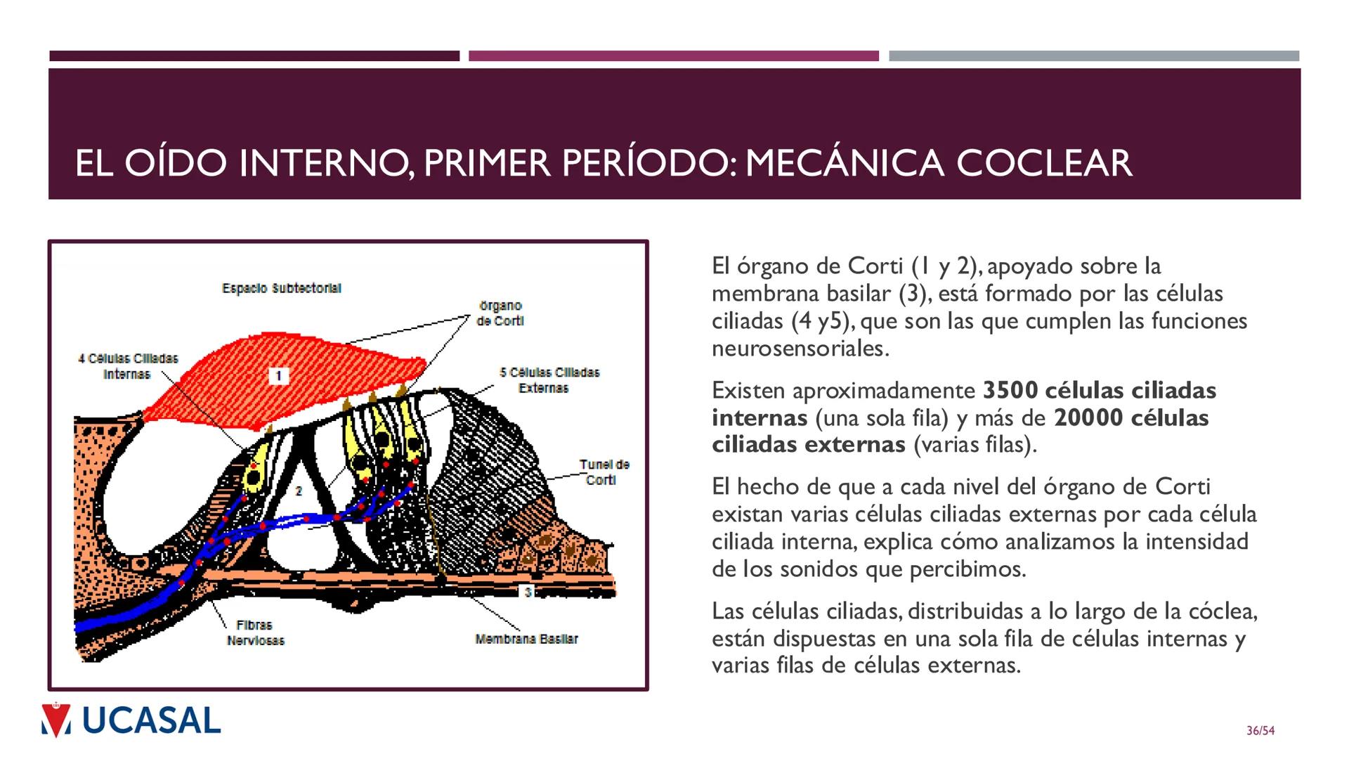 +
IHS
☑ UCASAL
UNIVERSIDAD CATÓLICA DE SALTA
UNIDAD VI: EL MECANISMO DE LA
PERCEPCIÓN AUDITIVA
Ing. Maximiliano Ortiz (maortiz@ucasal.ed