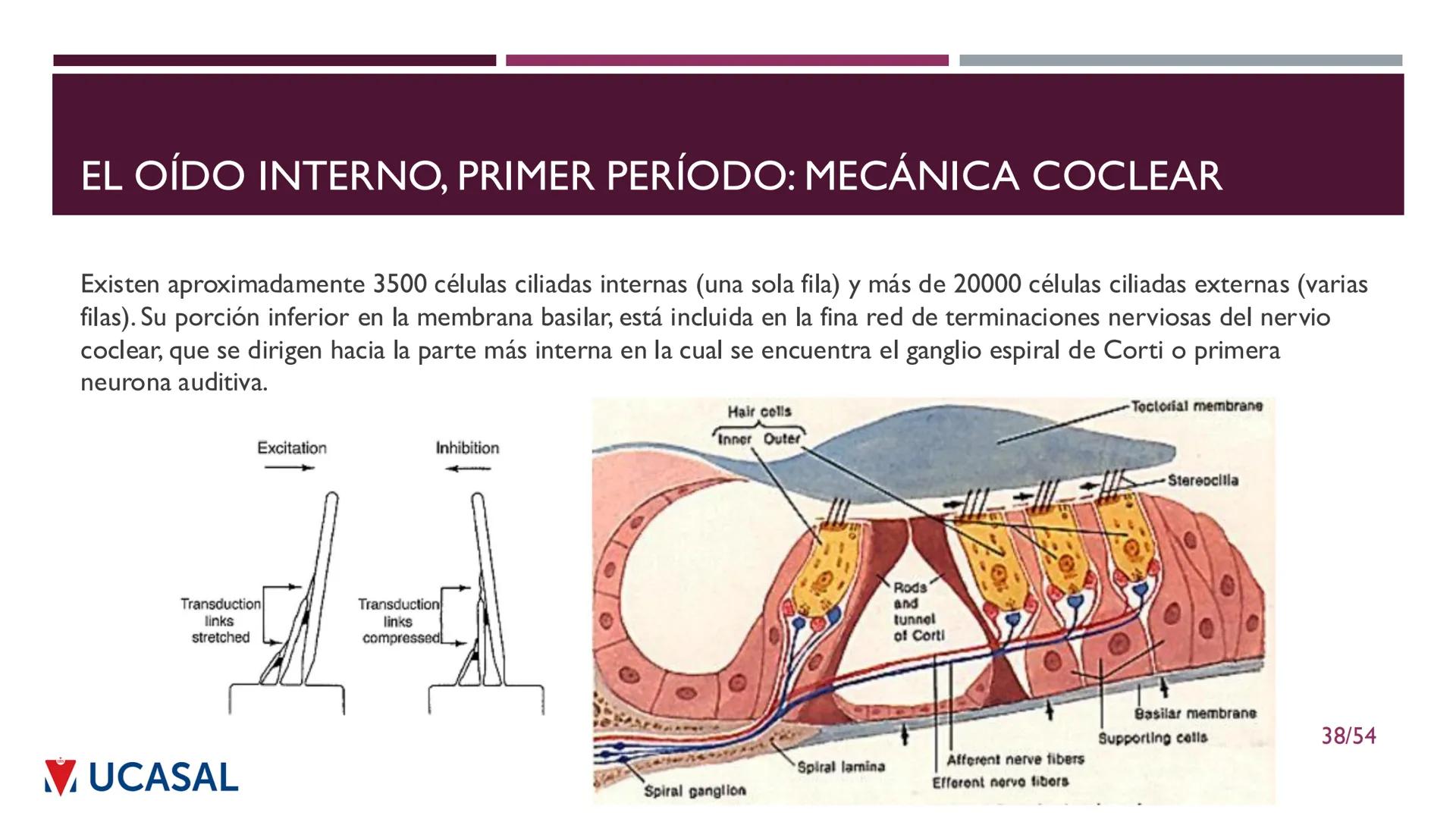 +
IHS
☑ UCASAL
UNIVERSIDAD CATÓLICA DE SALTA
UNIDAD VI: EL MECANISMO DE LA
PERCEPCIÓN AUDITIVA
Ing. Maximiliano Ortiz (maortiz@ucasal.ed
