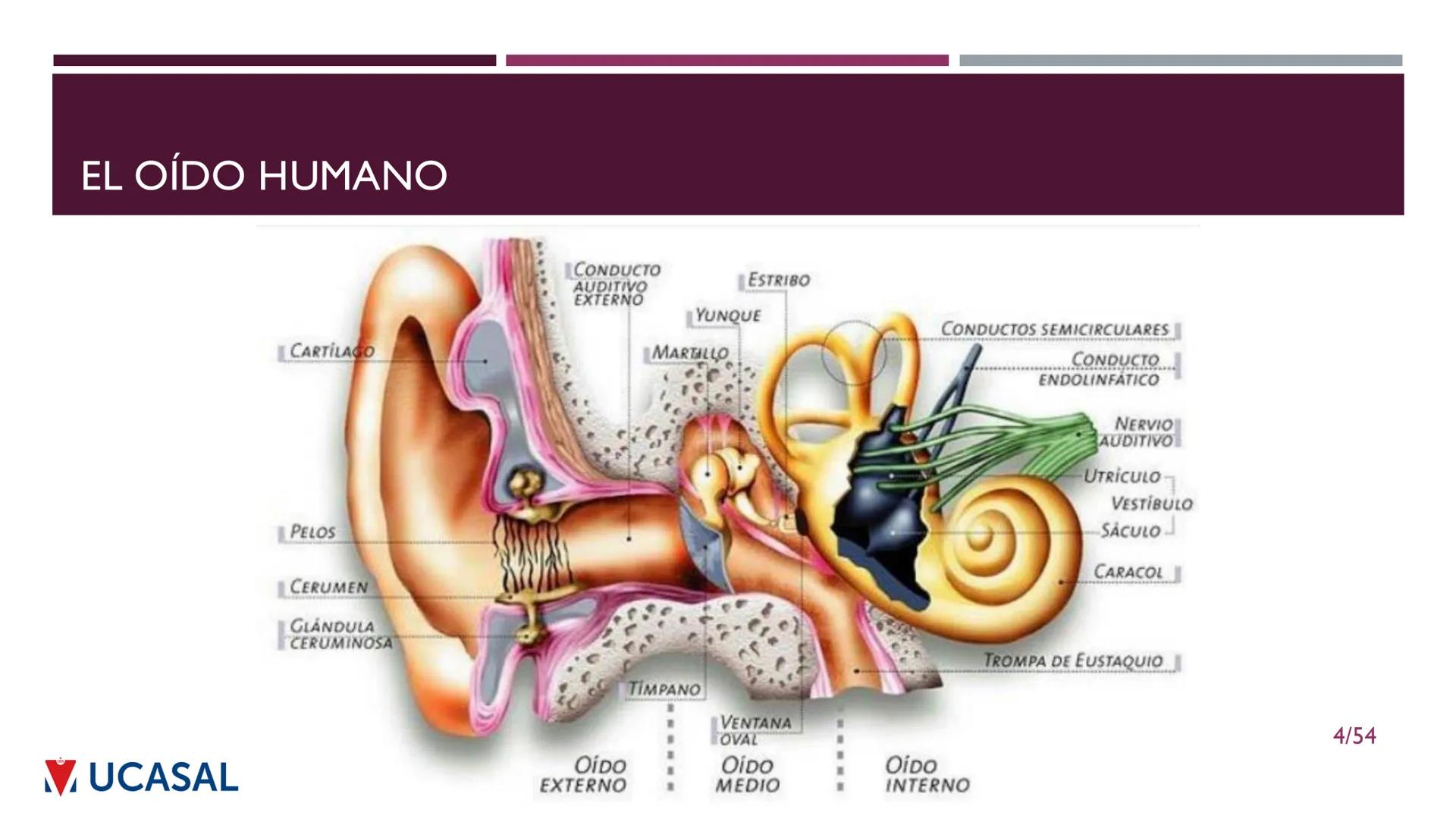 +
IHS
☑ UCASAL
UNIVERSIDAD CATÓLICA DE SALTA
UNIDAD VI: EL MECANISMO DE LA
PERCEPCIÓN AUDITIVA
Ing. Maximiliano Ortiz (maortiz@ucasal.ed