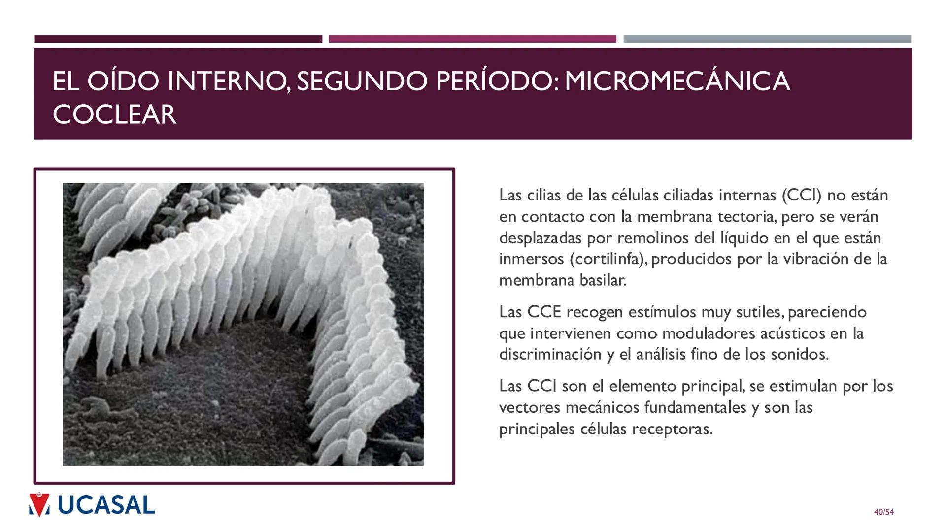+
IHS
☑ UCASAL
UNIVERSIDAD CATÓLICA DE SALTA
UNIDAD VI: EL MECANISMO DE LA
PERCEPCIÓN AUDITIVA
Ing. Maximiliano Ortiz (maortiz@ucasal.ed