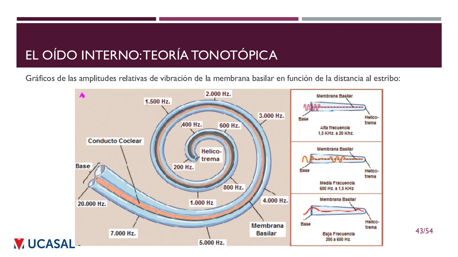+
IHS
☑ UCASAL
UNIVERSIDAD CATÓLICA DE SALTA
UNIDAD VI: EL MECANISMO DE LA
PERCEPCIÓN AUDITIVA
Ing. Maximiliano Ortiz (maortiz@ucasal.ed