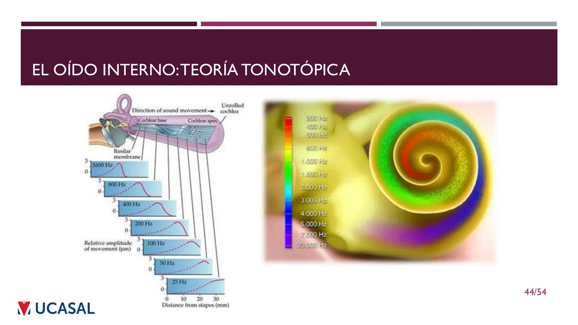 +
IHS
☑ UCASAL
UNIVERSIDAD CATÓLICA DE SALTA
UNIDAD VI: EL MECANISMO DE LA
PERCEPCIÓN AUDITIVA
Ing. Maximiliano Ortiz (maortiz@ucasal.ed