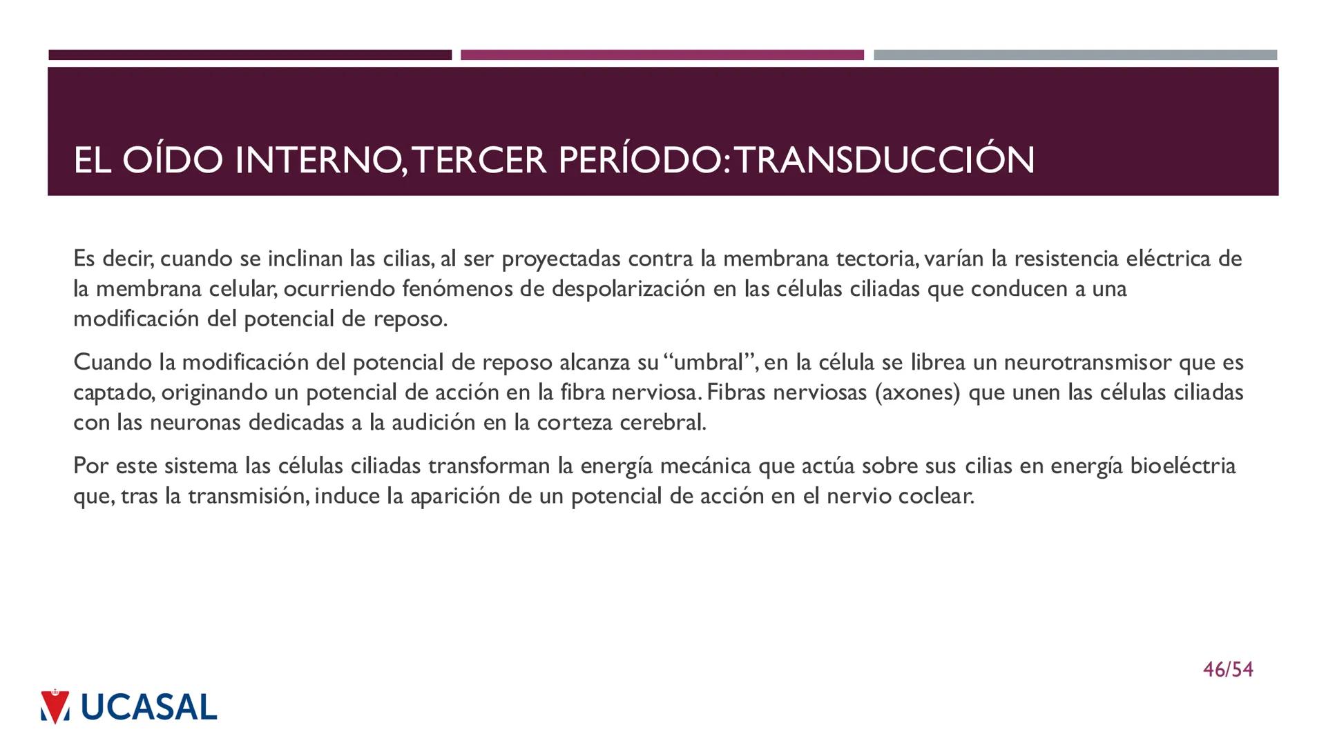 +
IHS
☑ UCASAL
UNIVERSIDAD CATÓLICA DE SALTA
UNIDAD VI: EL MECANISMO DE LA
PERCEPCIÓN AUDITIVA
Ing. Maximiliano Ortiz (maortiz@ucasal.ed