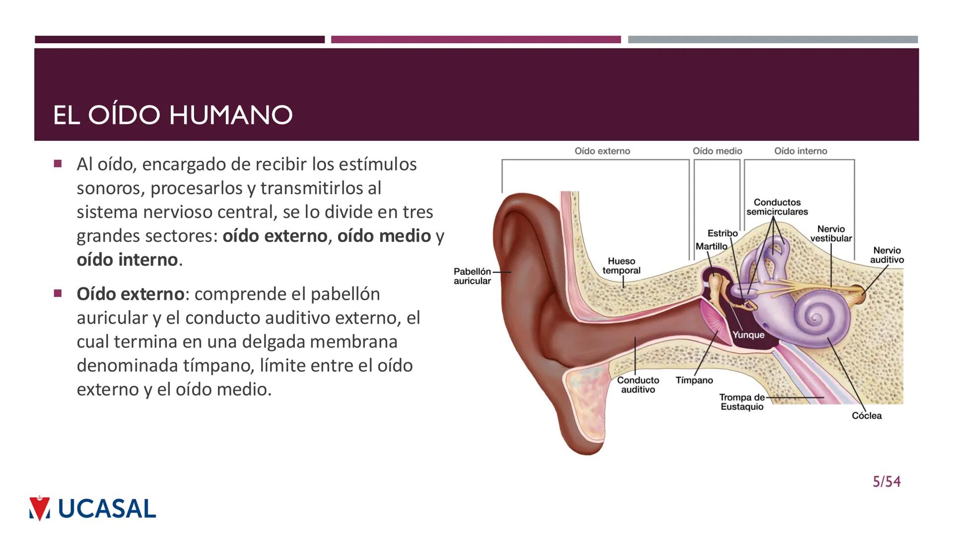 +
IHS
☑ UCASAL
UNIVERSIDAD CATÓLICA DE SALTA
UNIDAD VI: EL MECANISMO DE LA
PERCEPCIÓN AUDITIVA
Ing. Maximiliano Ortiz (maortiz@ucasal.ed