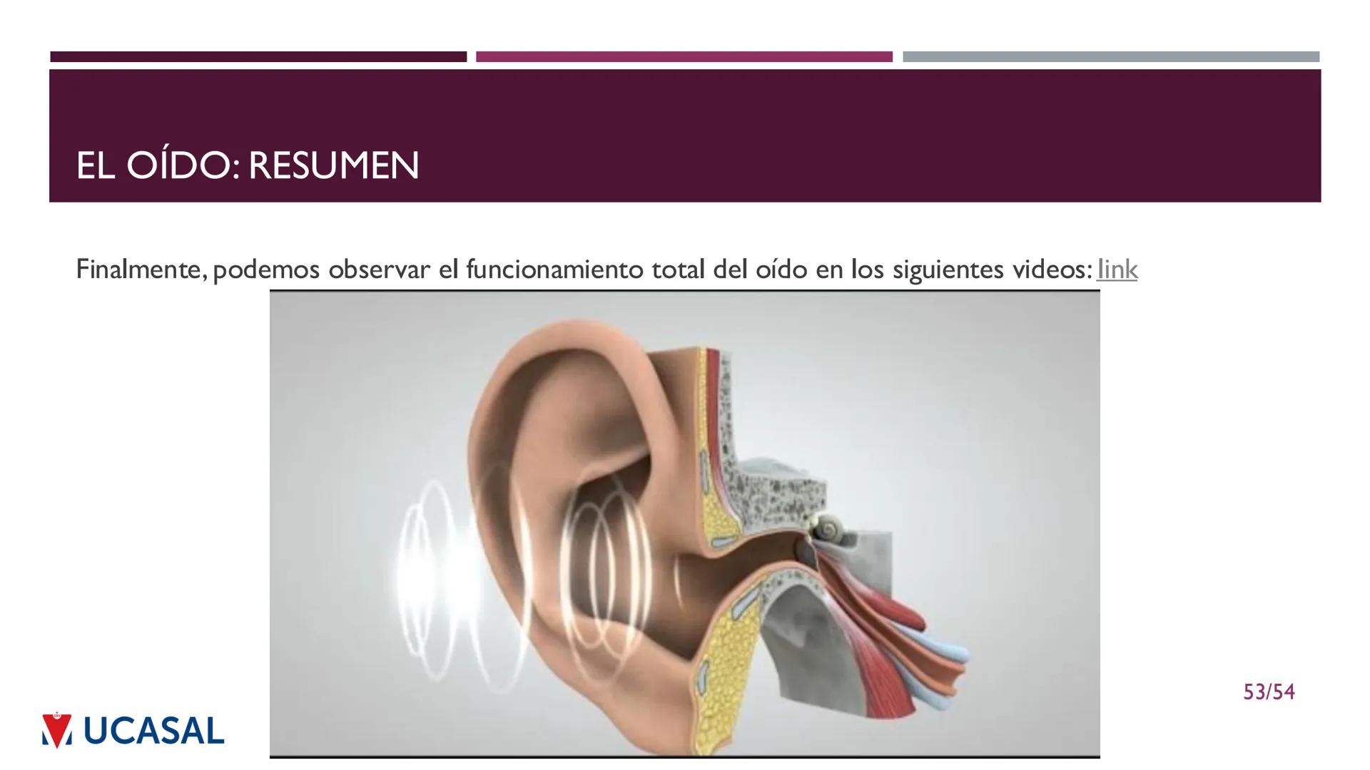 +
IHS
☑ UCASAL
UNIVERSIDAD CATÓLICA DE SALTA
UNIDAD VI: EL MECANISMO DE LA
PERCEPCIÓN AUDITIVA
Ing. Maximiliano Ortiz (maortiz@ucasal.ed