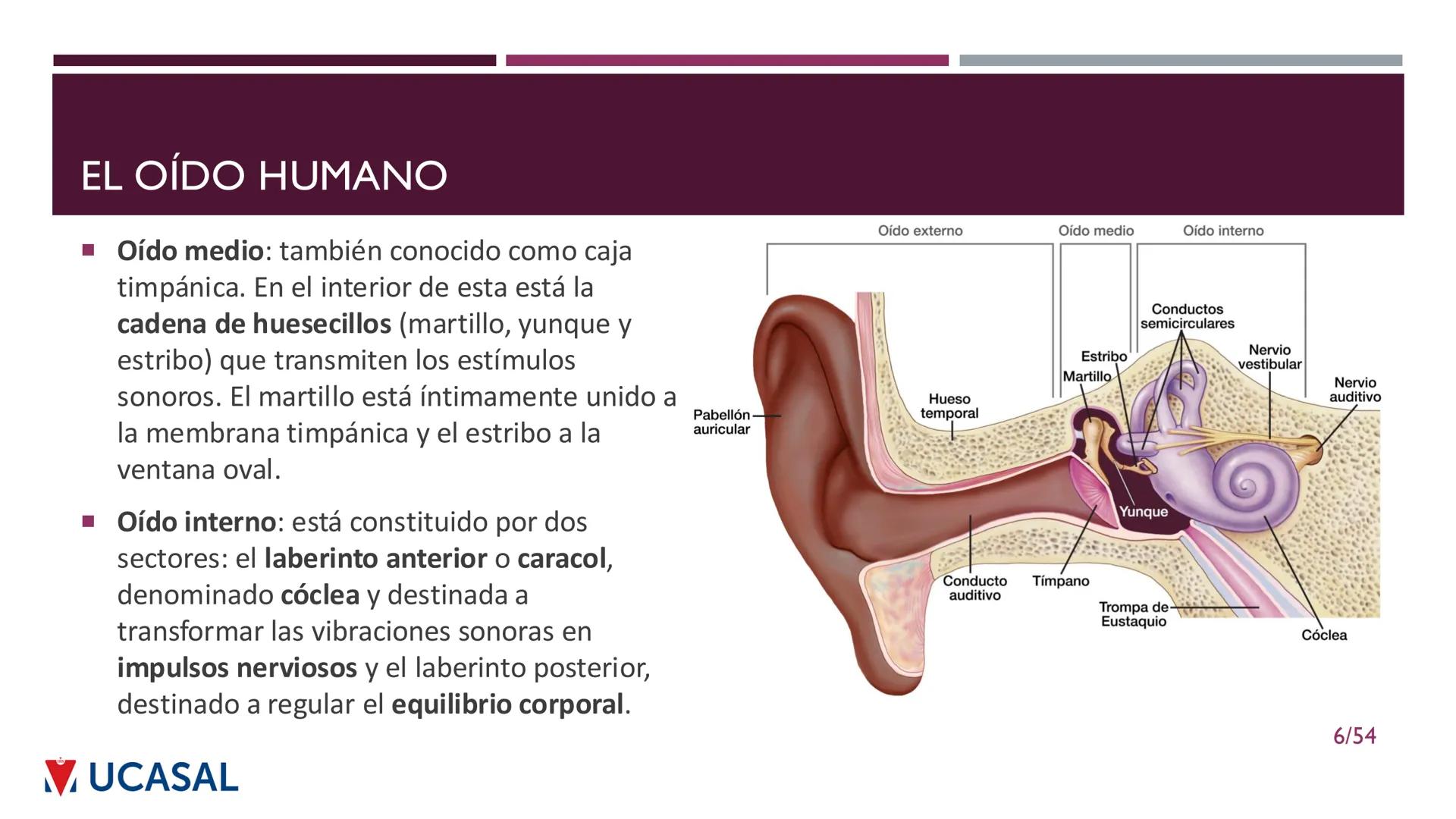 +
IHS
☑ UCASAL
UNIVERSIDAD CATÓLICA DE SALTA
UNIDAD VI: EL MECANISMO DE LA
PERCEPCIÓN AUDITIVA
Ing. Maximiliano Ortiz (maortiz@ucasal.ed