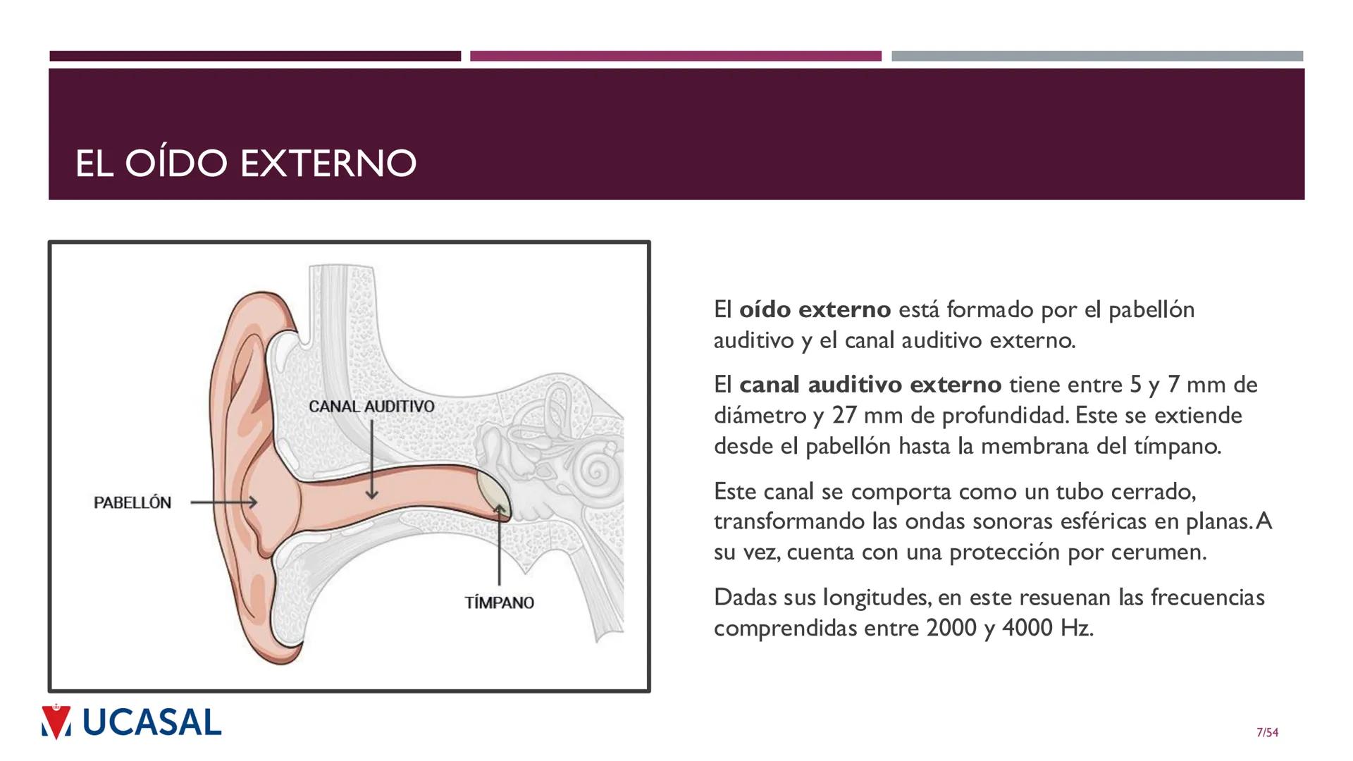 +
IHS
☑ UCASAL
UNIVERSIDAD CATÓLICA DE SALTA
UNIDAD VI: EL MECANISMO DE LA
PERCEPCIÓN AUDITIVA
Ing. Maximiliano Ortiz (maortiz@ucasal.ed