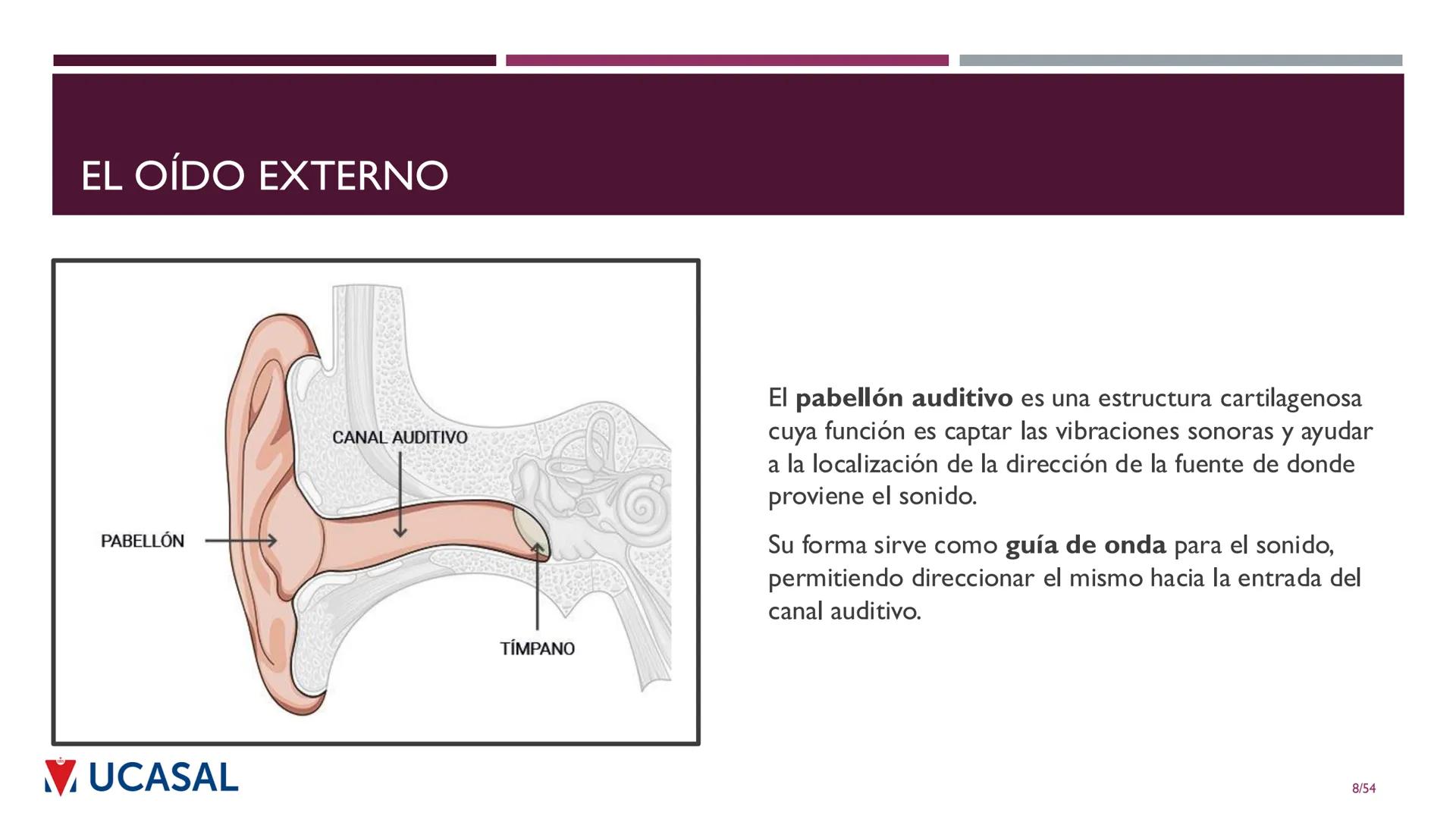 +
IHS
☑ UCASAL
UNIVERSIDAD CATÓLICA DE SALTA
UNIDAD VI: EL MECANISMO DE LA
PERCEPCIÓN AUDITIVA
Ing. Maximiliano Ortiz (maortiz@ucasal.ed