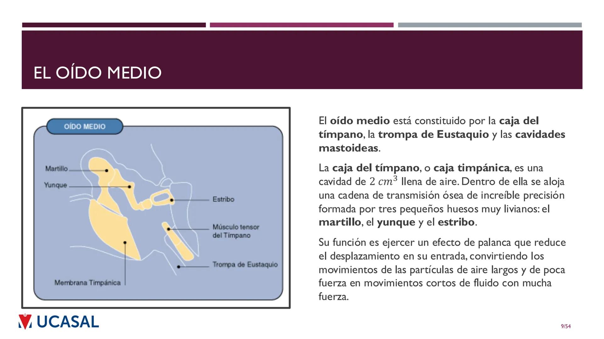 +
IHS
☑ UCASAL
UNIVERSIDAD CATÓLICA DE SALTA
UNIDAD VI: EL MECANISMO DE LA
PERCEPCIÓN AUDITIVA
Ing. Maximiliano Ortiz (maortiz@ucasal.ed