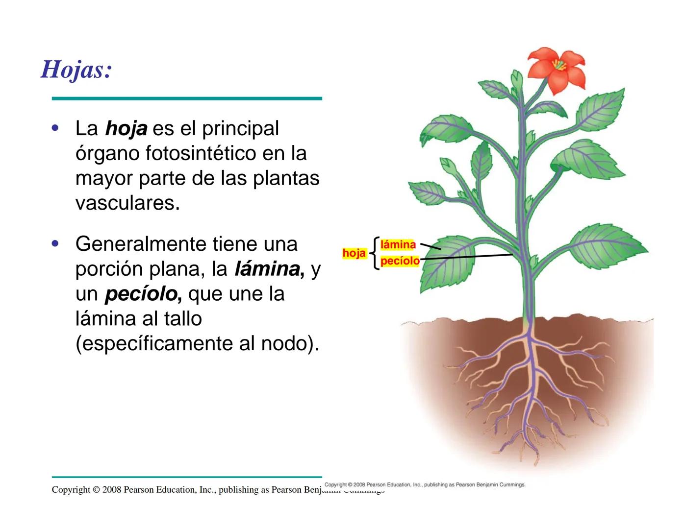 # Morfología y Anatomía de
# Plantas Vasculares # Morfología versus Anatomía Vegetal
- La morfología vegetal estudia la estructura
externa;