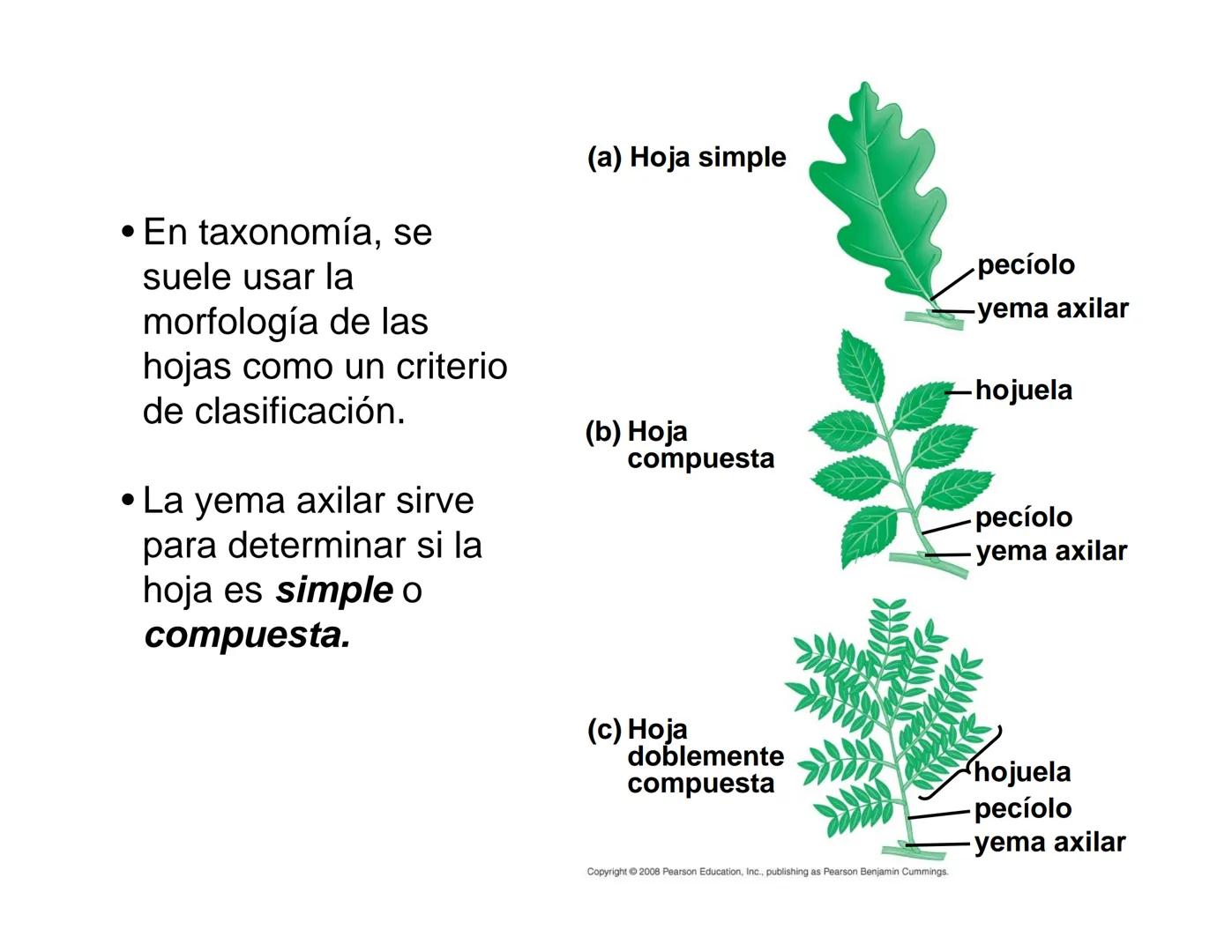 # Morfología y Anatomía de
# Plantas Vasculares # Morfología versus Anatomía Vegetal
- La morfología vegetal estudia la estructura
externa;