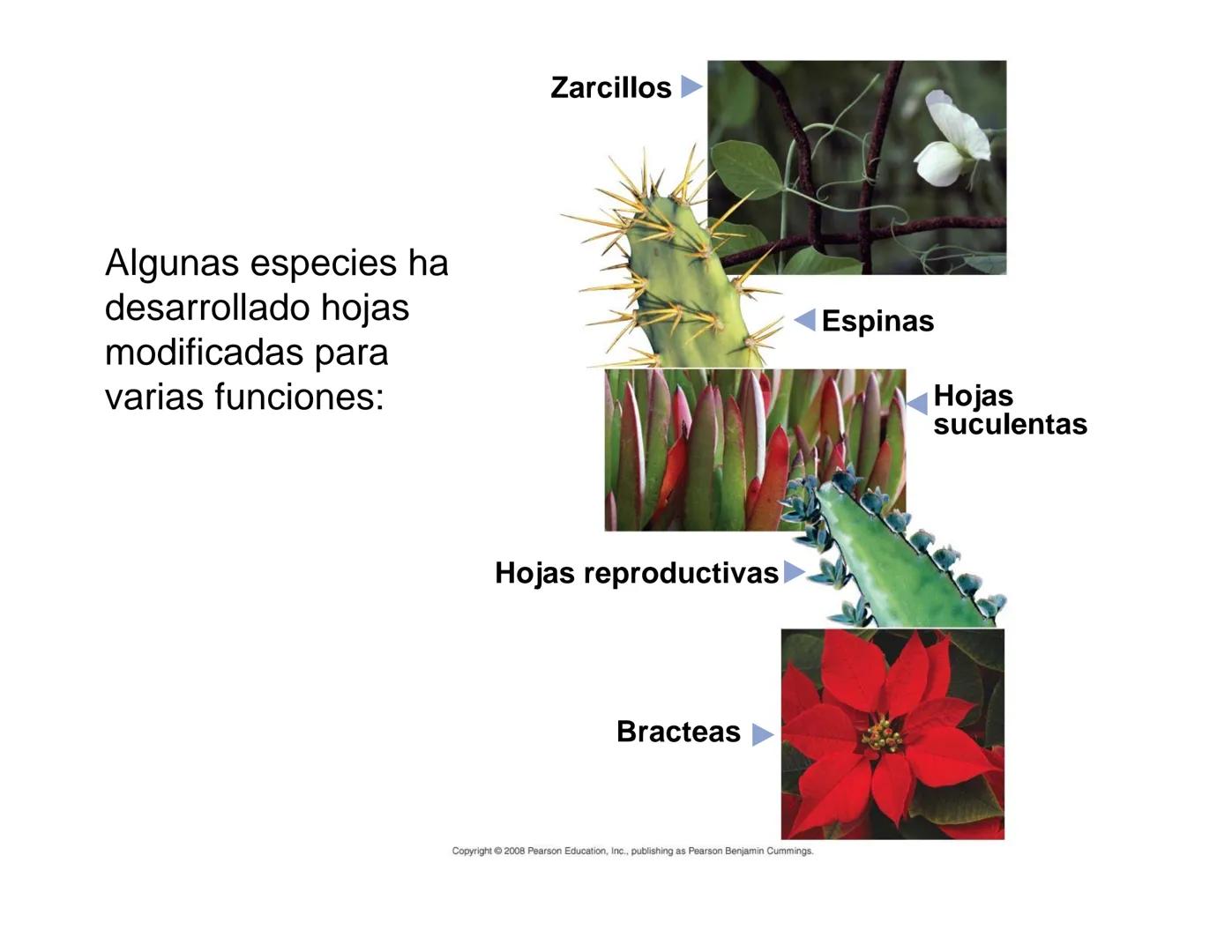 # Morfología y Anatomía de
# Plantas Vasculares # Morfología versus Anatomía Vegetal
- La morfología vegetal estudia la estructura
externa;