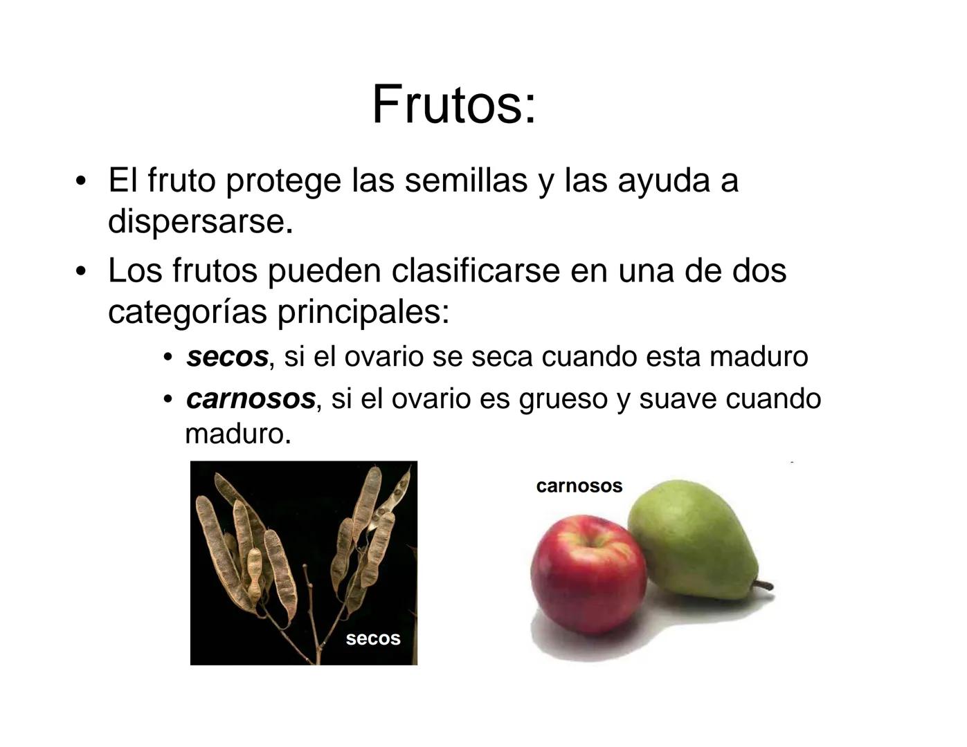 # Morfología y Anatomía de
# Plantas Vasculares # Morfología versus Anatomía Vegetal
- La morfología vegetal estudia la estructura
externa;