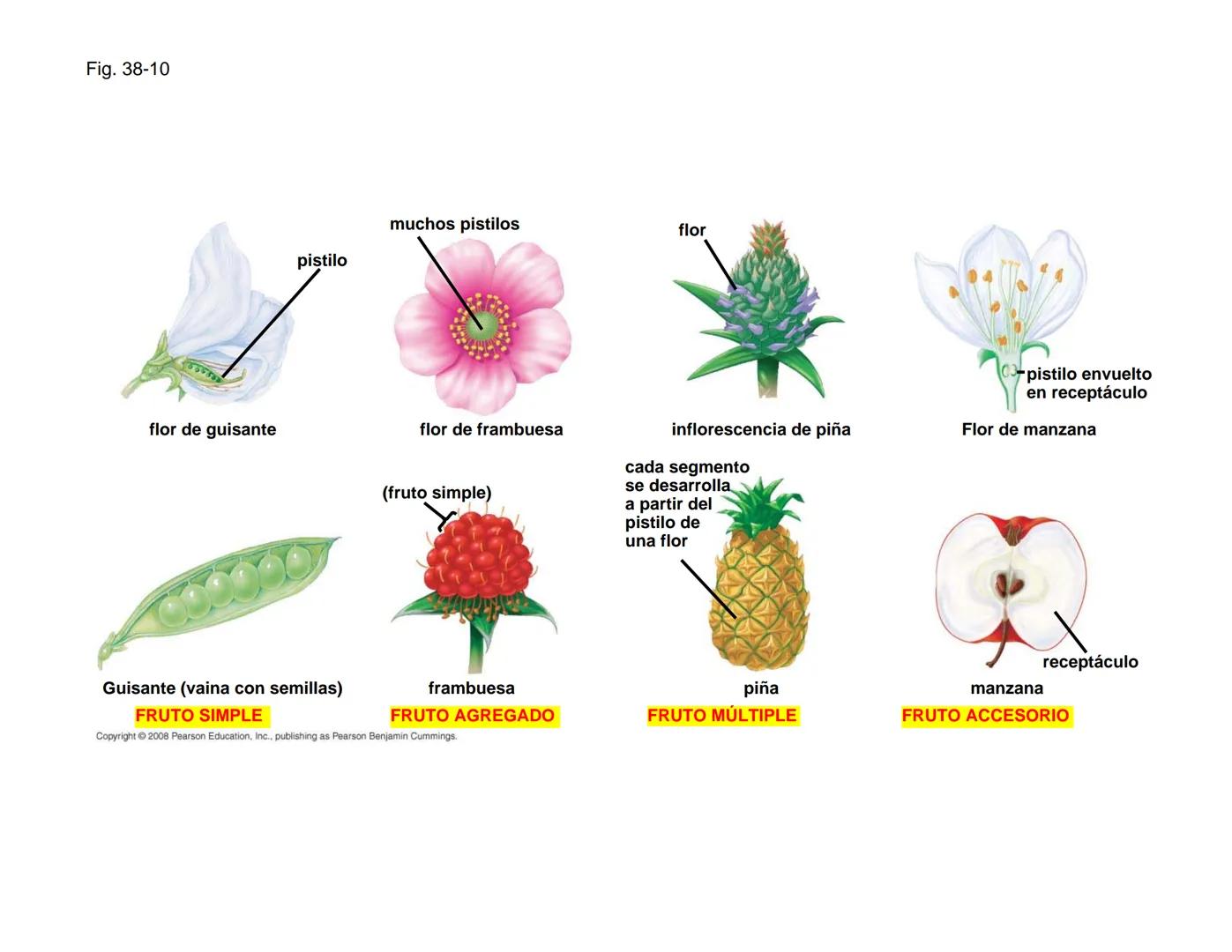 # Morfología y Anatomía de
# Plantas Vasculares # Morfología versus Anatomía Vegetal
- La morfología vegetal estudia la estructura
externa;