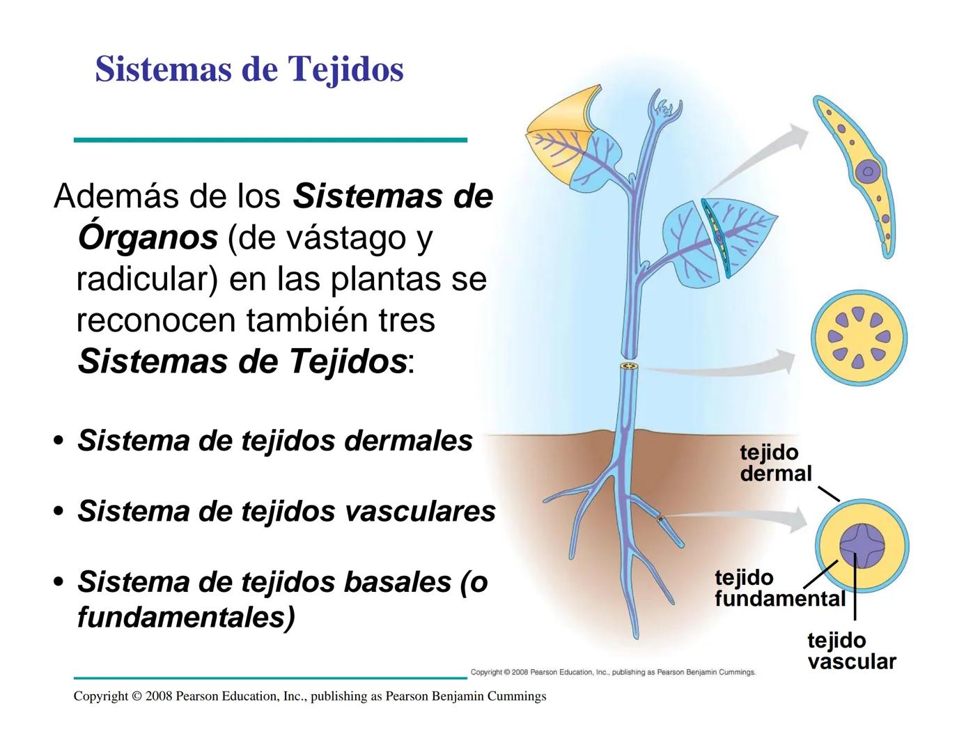 # Morfología y Anatomía de
# Plantas Vasculares # Morfología versus Anatomía Vegetal
- La morfología vegetal estudia la estructura
externa;