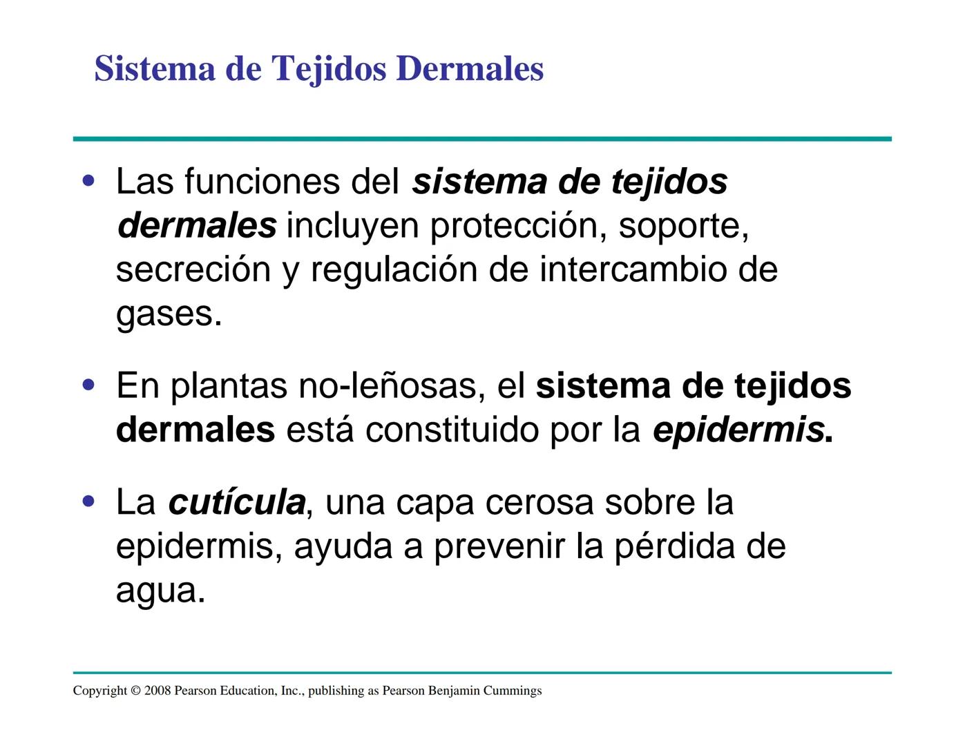 # Morfología y Anatomía de
# Plantas Vasculares # Morfología versus Anatomía Vegetal
- La morfología vegetal estudia la estructura
externa;