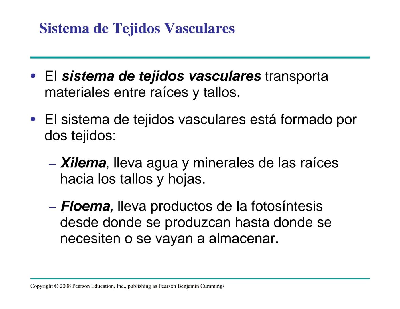 # Morfología y Anatomía de
# Plantas Vasculares # Morfología versus Anatomía Vegetal
- La morfología vegetal estudia la estructura
externa;