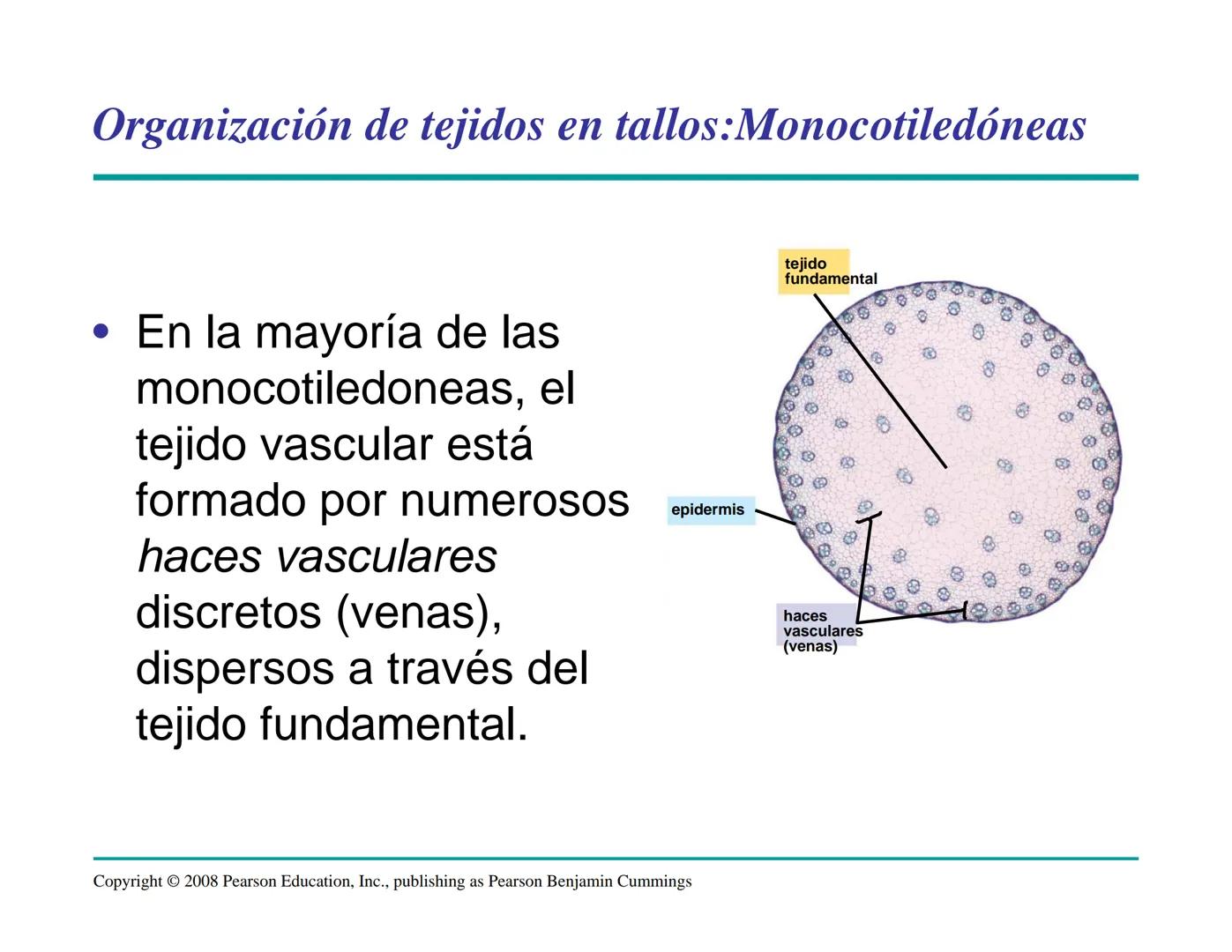 # Morfología y Anatomía de
# Plantas Vasculares # Morfología versus Anatomía Vegetal
- La morfología vegetal estudia la estructura
externa;