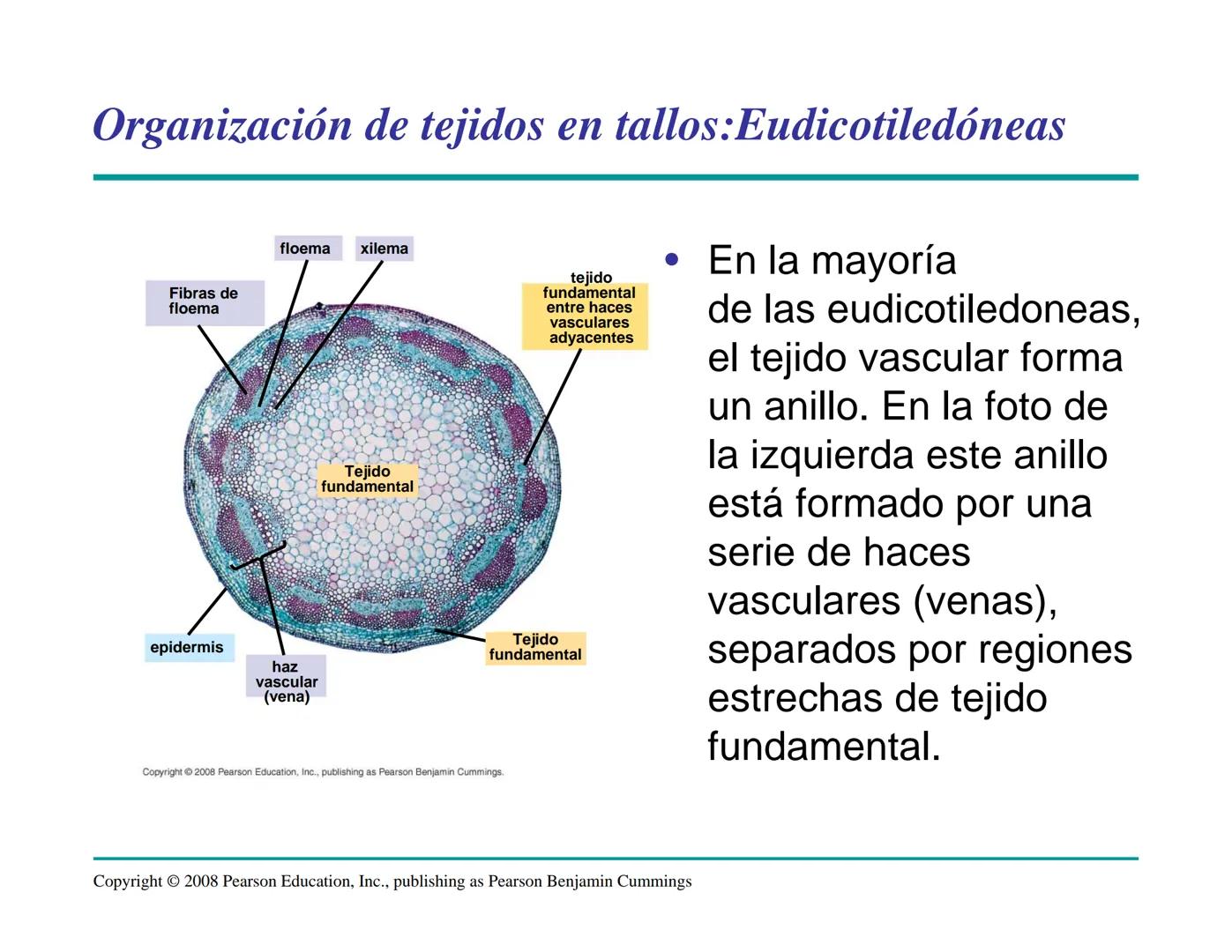# Morfología y Anatomía de
# Plantas Vasculares # Morfología versus Anatomía Vegetal
- La morfología vegetal estudia la estructura
externa;